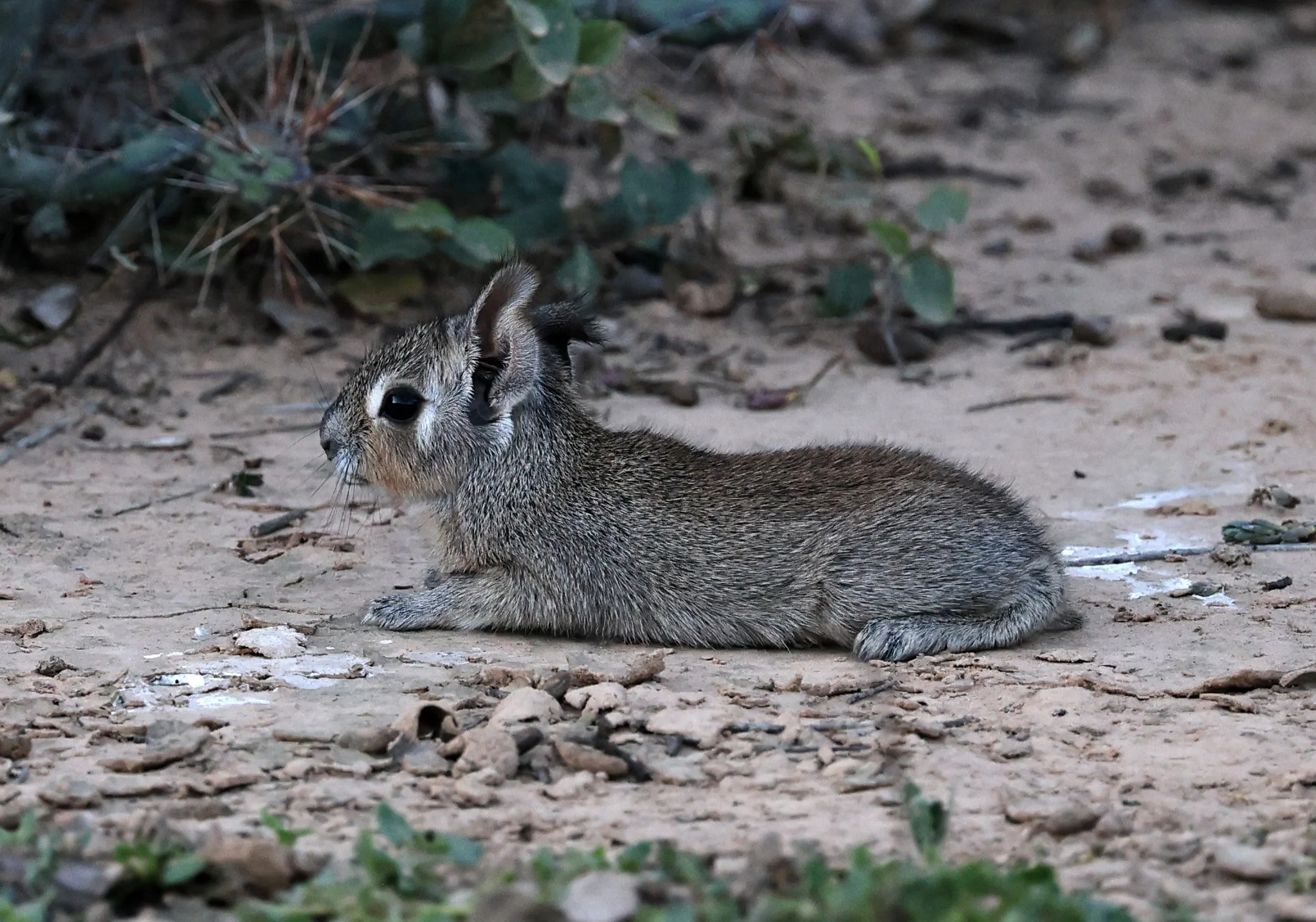 Chacoan Mara (Dolichotis salinicola) Fortin Toledo Paraguay (8).jpg