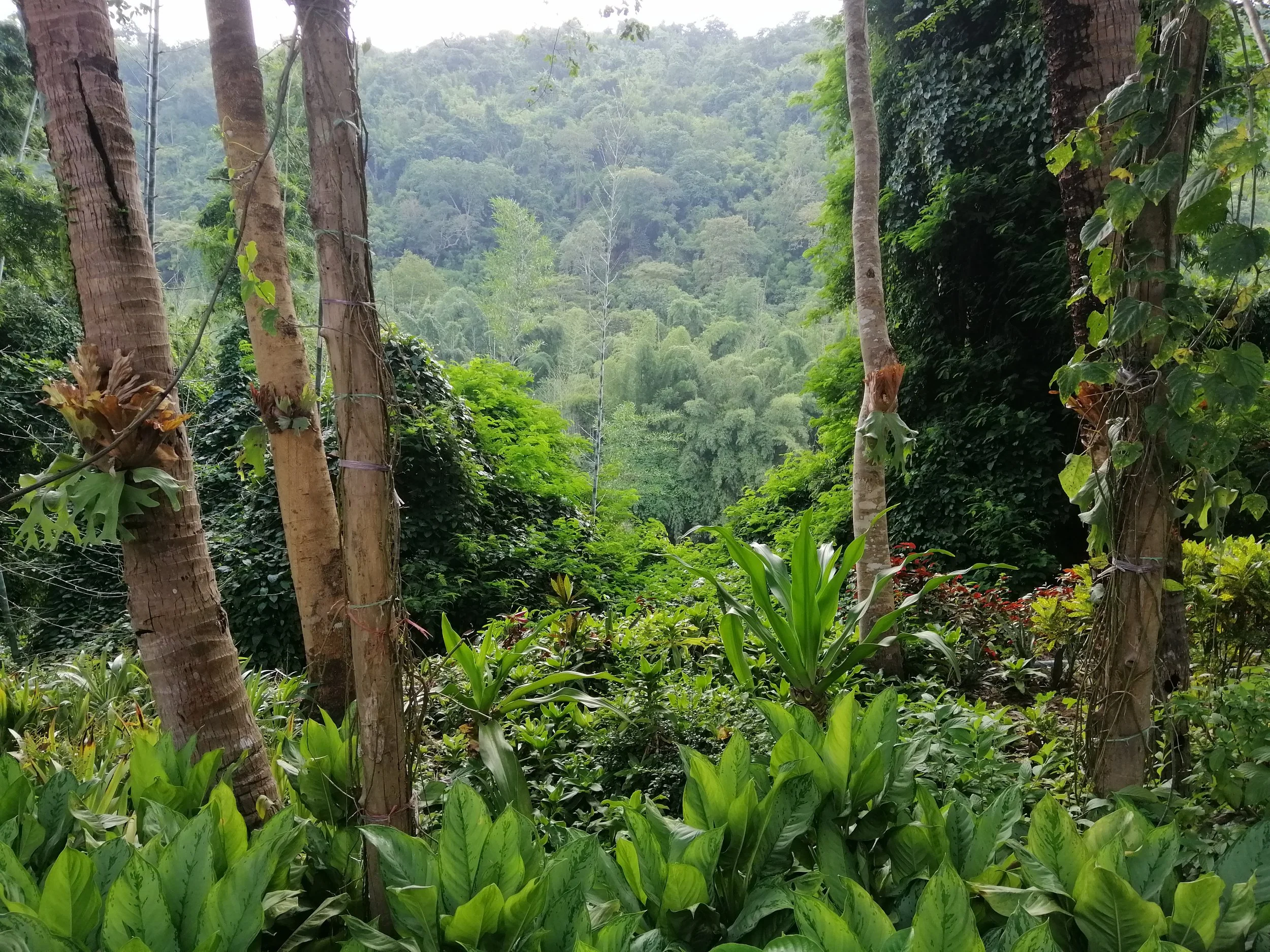 Lush forests of the Western Forest Complex as seen in HKK