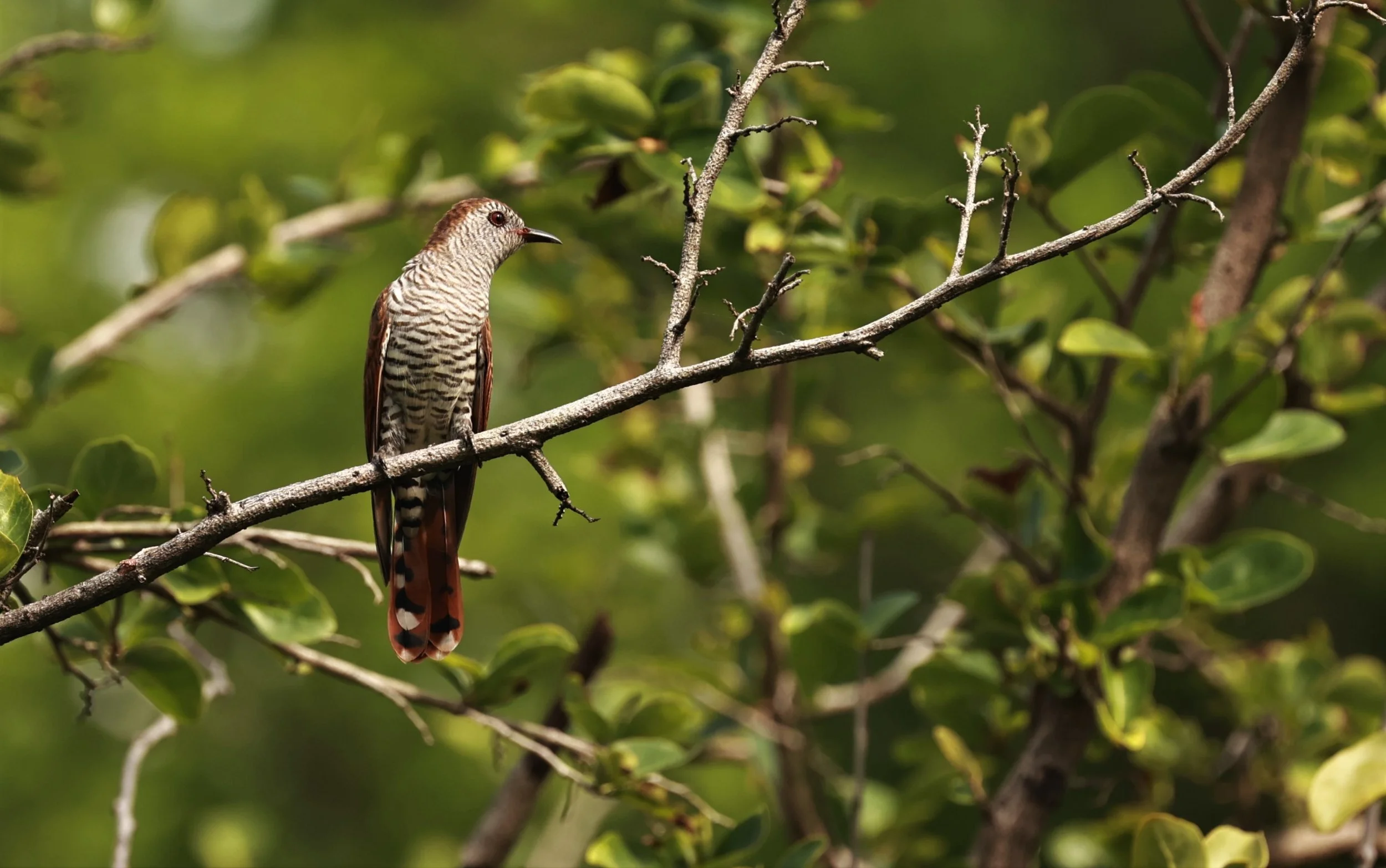 Violet Cuckoo (Chrysococcyx xanthorhynchus) Rama IX Park Bangkok (62).jpg