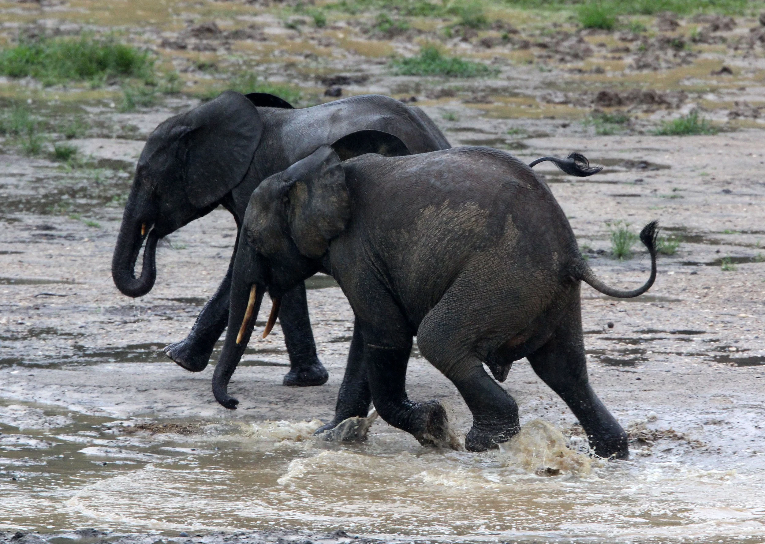 ELEPHANT - FOREST ELEPHANT - DZANGA BAI - DZANGA NDOKI NP CENTRAL AFRICAN REPUBLIC (7).JPG