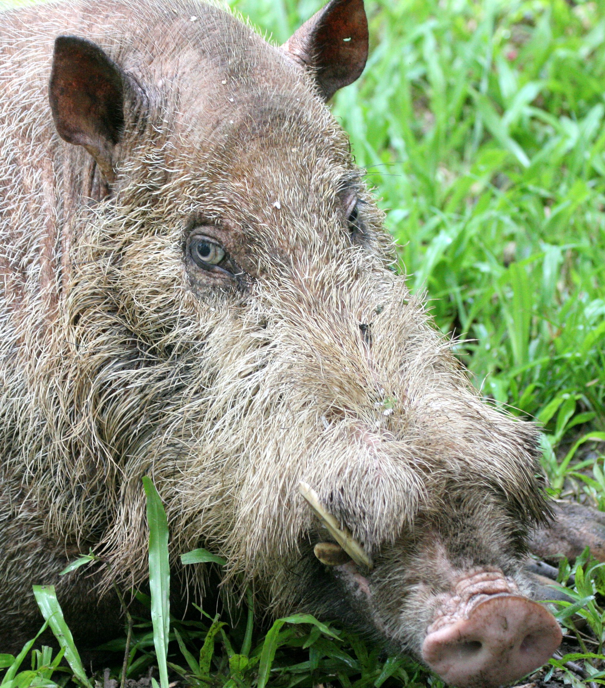 PIG - BEARDED PIG - Sus barbatus barbatus - DANUM VALLEY RAINFOREST LODGE - DANUM VALLEY BORNEO  (12).JPG
