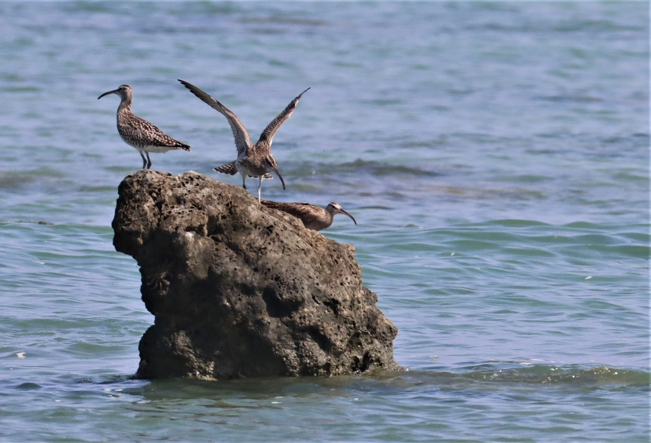 WHIMBREL - Numenius phaeopus - LAEM PAKARAM  PHANG NGA (48).jpg