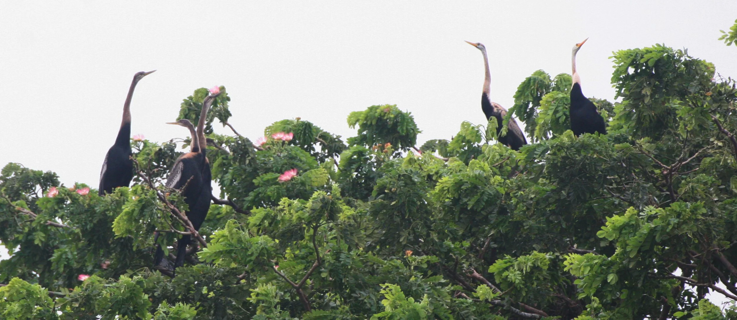 DARTER - Anhinga melanogaster - BUENG BORAPHET THAILAND (14).JPG