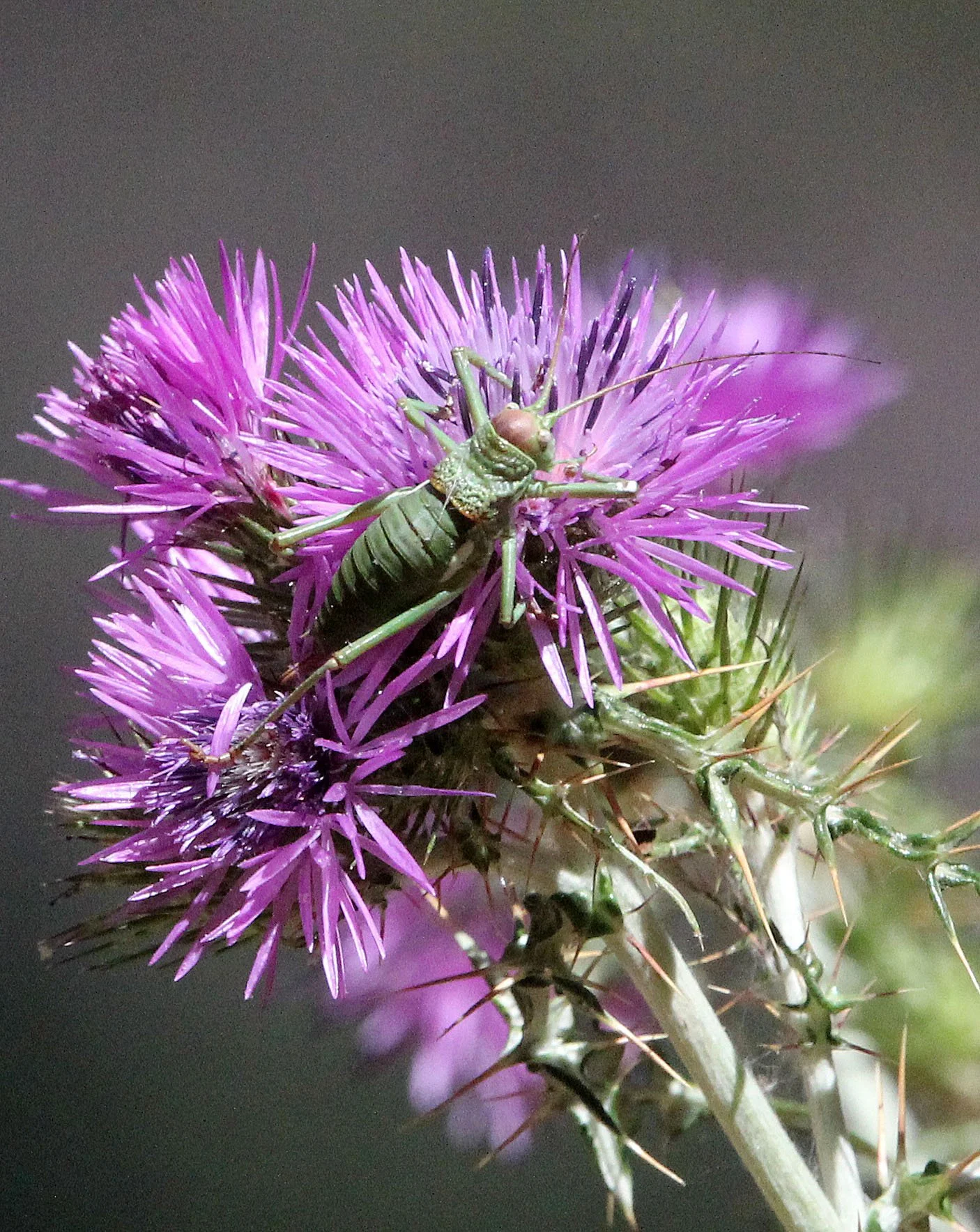 Gryllidae - Species 12 - Feija NP, Tunisia