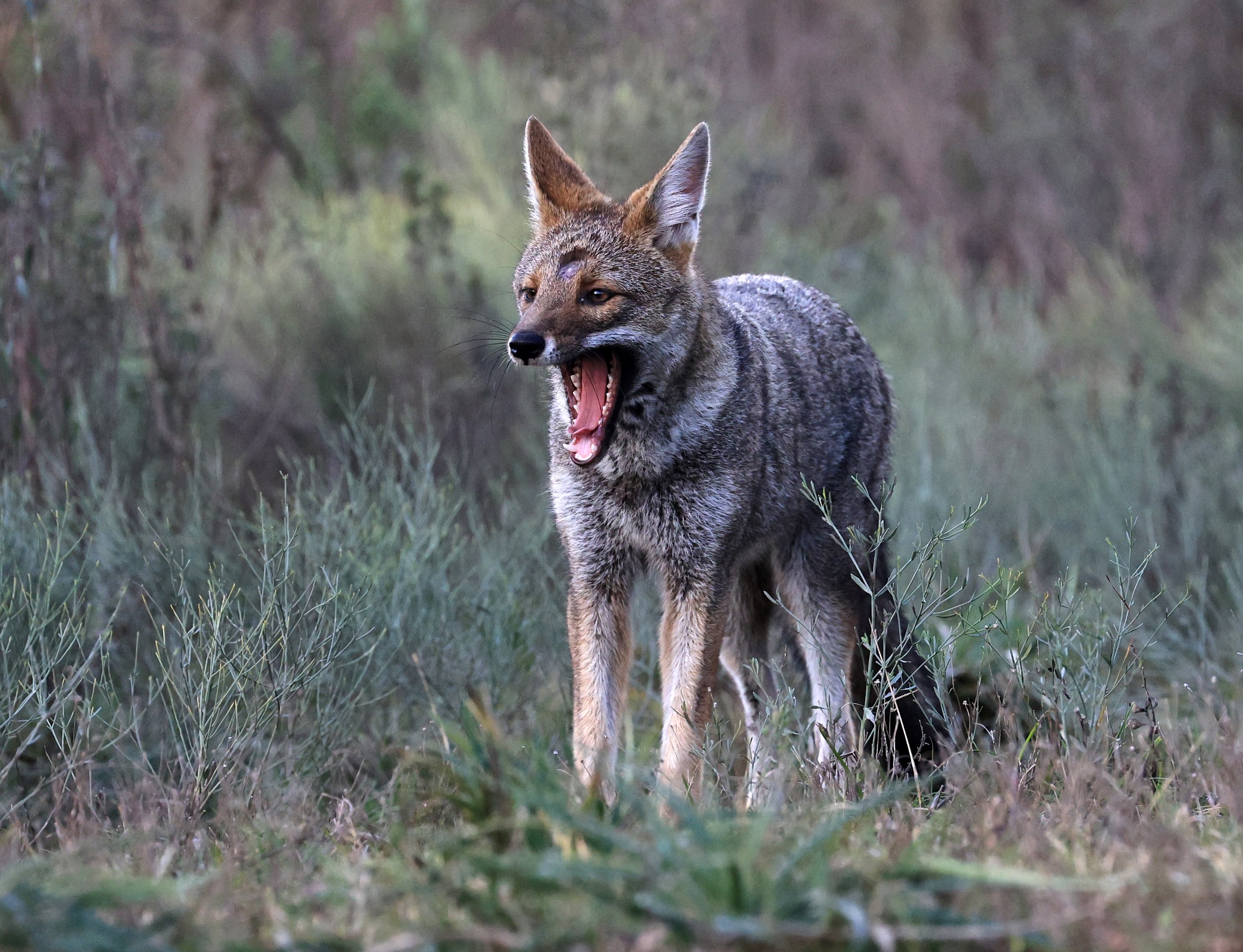 Pampas Fox (Lycalopex gymnocercus) El Palmar National Park, Entre Rios, Argentina (54).jpg