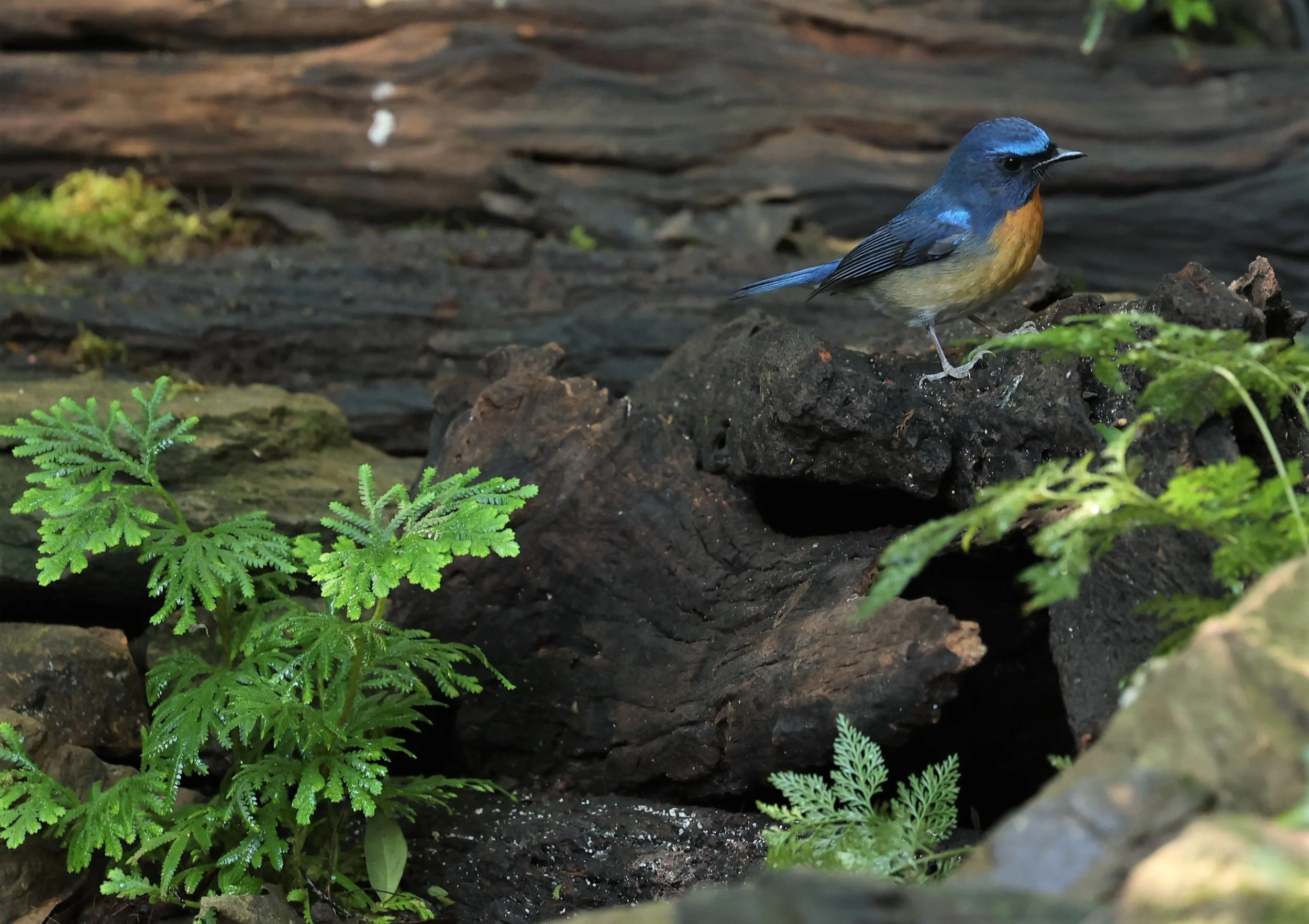 FLYCATCHER - CHINESE BLUE FLYCATCHER - Cyornis glaucicomans - PETCHABURI PROVINCE - NUY HIDE NEAR KAENG KRACHAN JAN 2022 (7).JPG