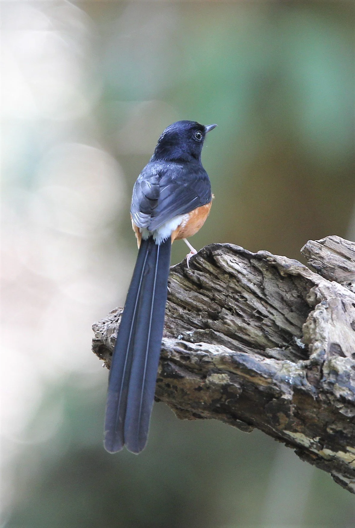 SHAMA - WHITE-RUMPED SHAMA - Copsychus malabaricus - KHAO YAI NP  (1).jpg
