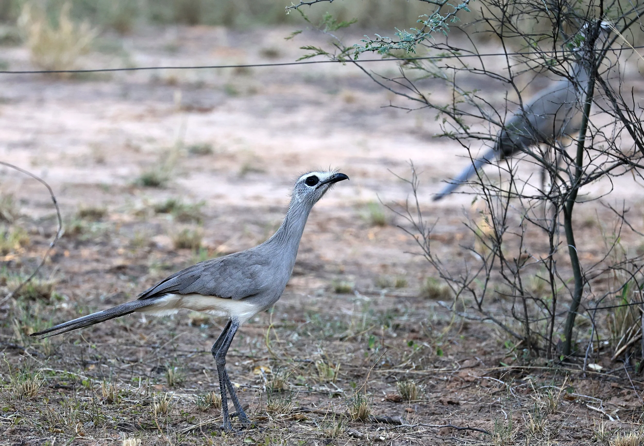 Black-legged Seriema (Chunga burmeisteri) Parque Nacional Teniente Agripino Enciso (37).jpg