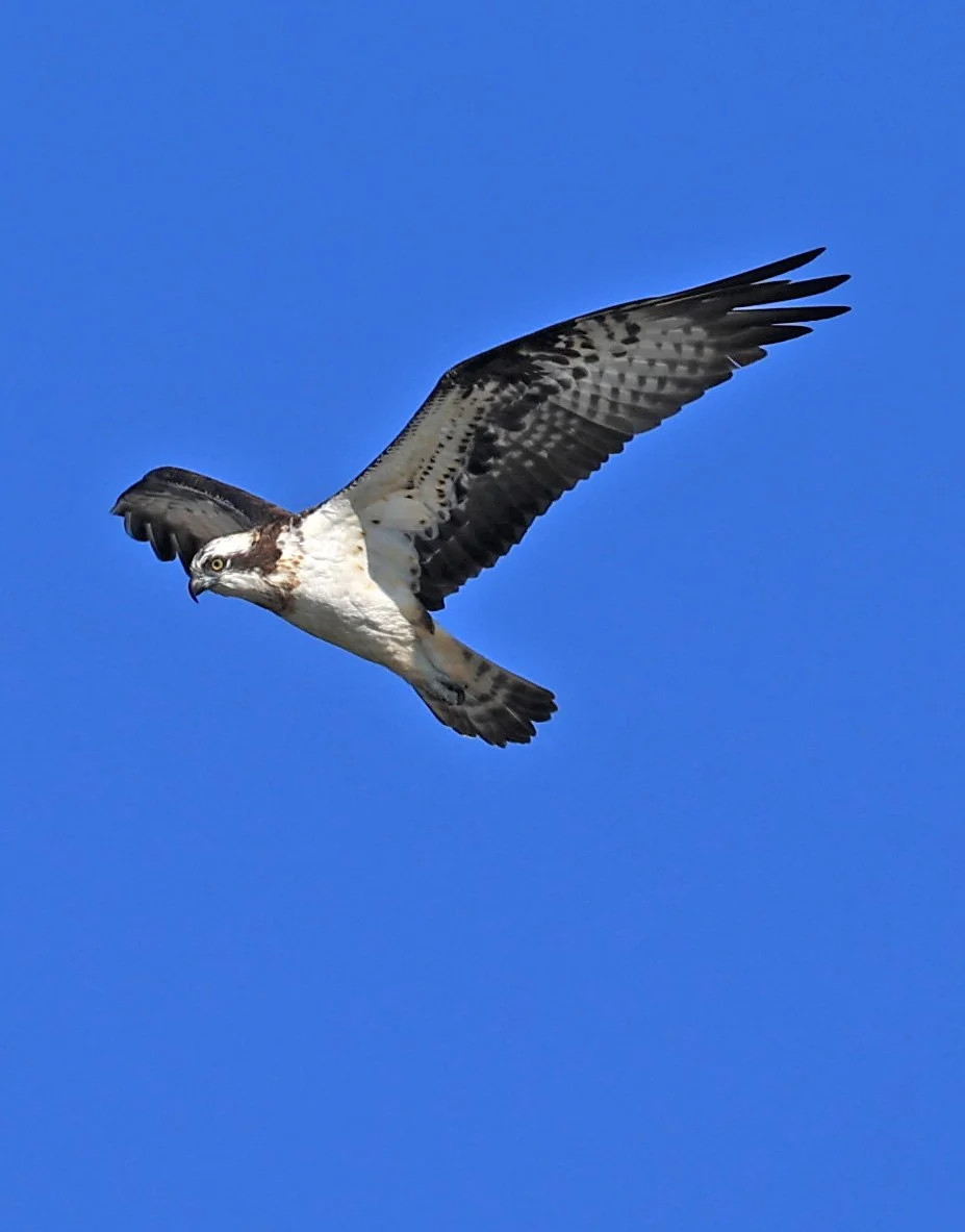 Western osprey (Pandion haliaetus) Shimotonda Sadowaracho Birding Ponds Miyazaki Kyushu Japan (13).jpg