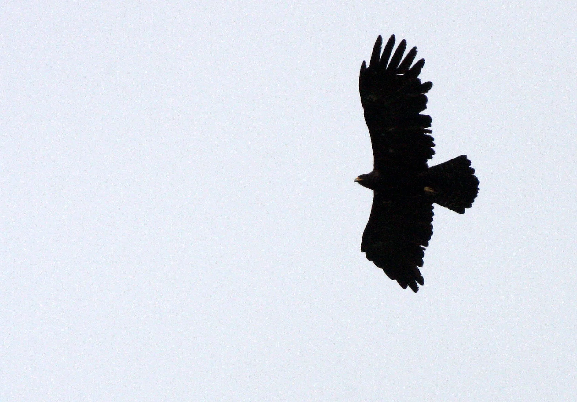Ictinaetus malaiensis - BLACK EAGLE - KAENG KRACHAN THAILAND (36).JPG