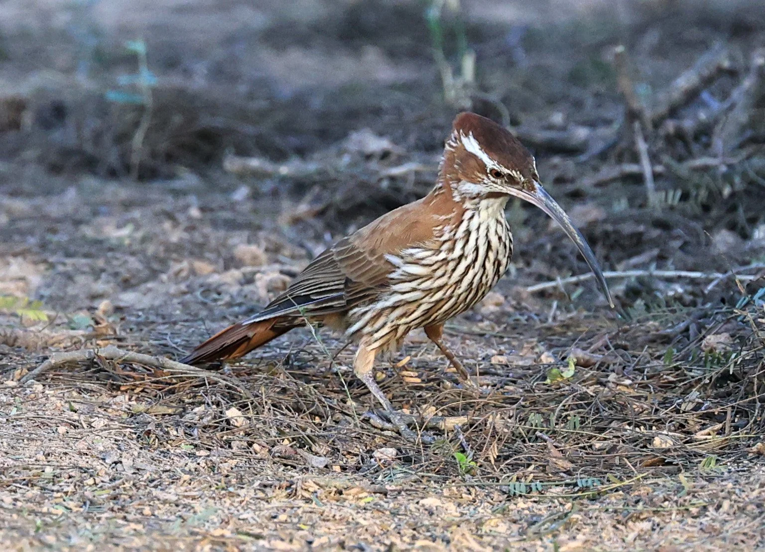 Scimitar-billed Woodcreeper (Drymornis bridgesii) Hotel Iparoma Campestre Paraguay (15).jpg