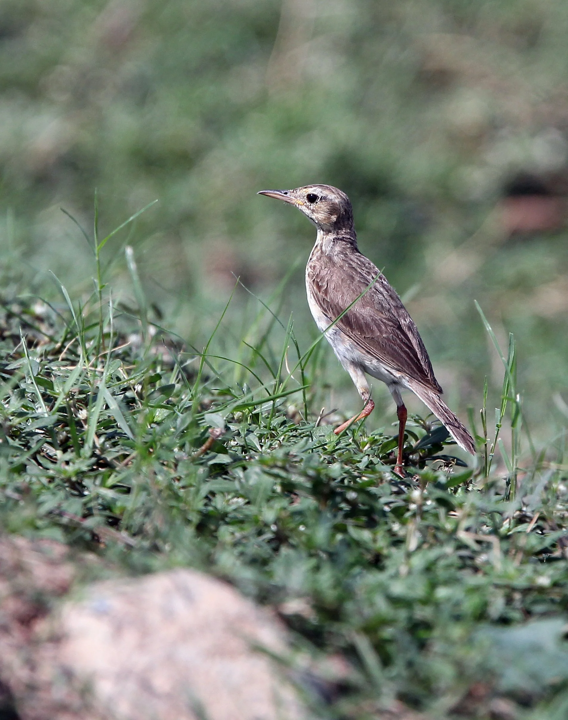 Paddyfield Pipit (Anthus rufulus) KOH LANTA THAILAND - SUMMER 2015 (31).JPG