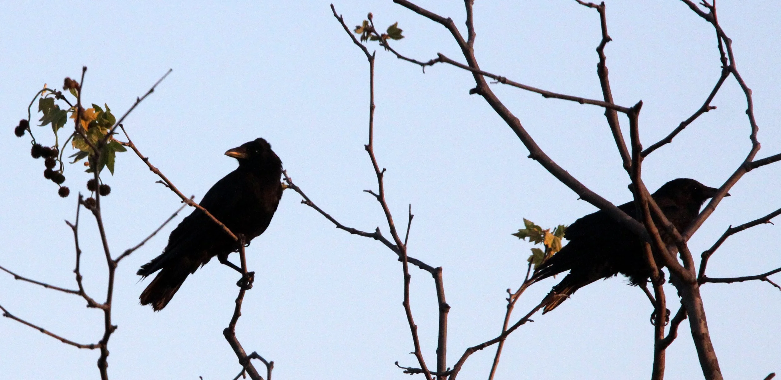 BIRD - CROW - AMERICAN CROW - SAN JOAQUIN WILDLIFE RESERVE IRVINE CALIFORNIA (3).JPG