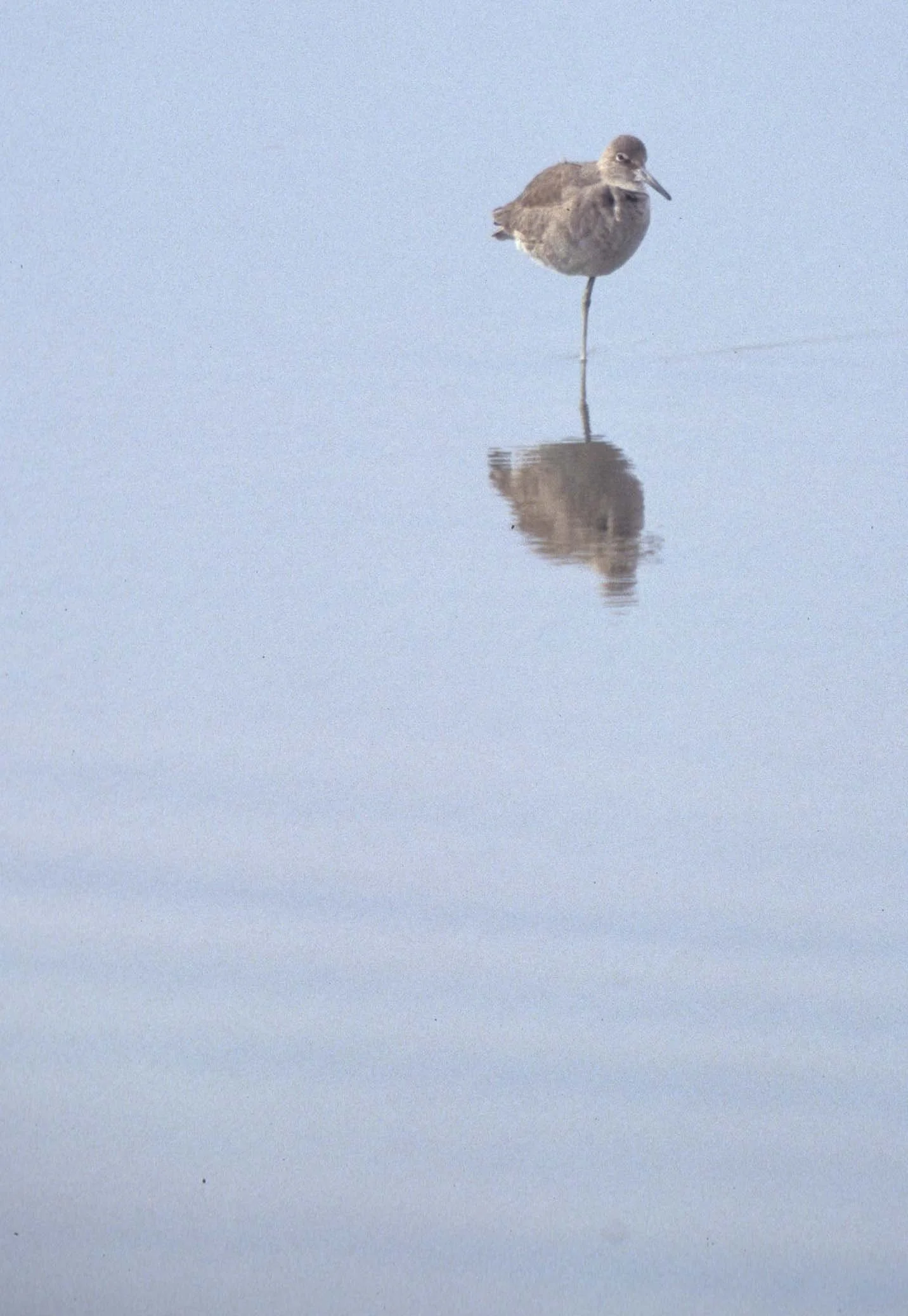 BIRD - WILLET IN SILHOUETTE - POINT REYES CAL.jpg
