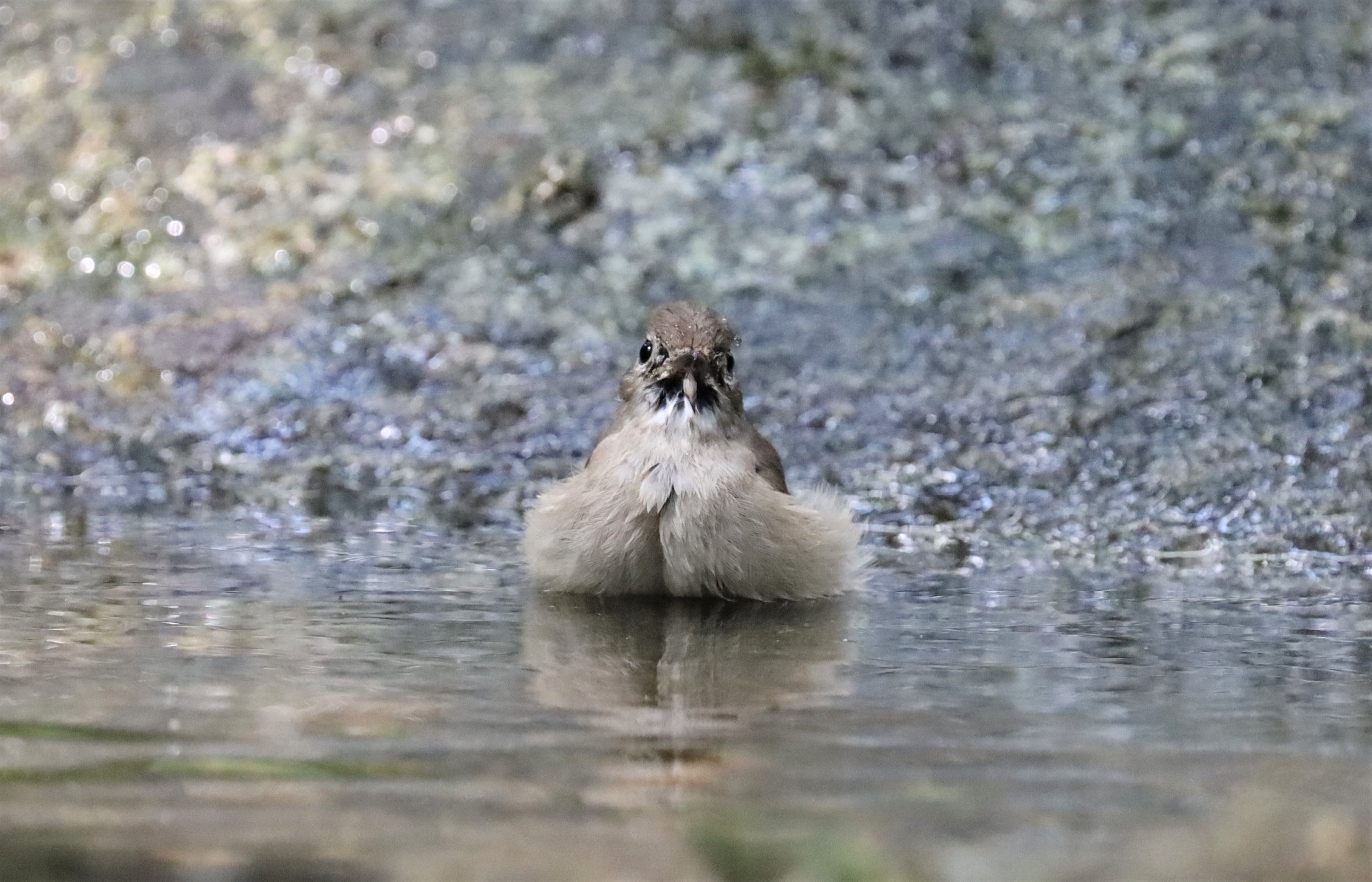 FLYCATCHER - LARGE BLUE FLYCATCHER - Cyornis magnirostris - WAT THAM PRATHUN CHONBURI (92).jpg