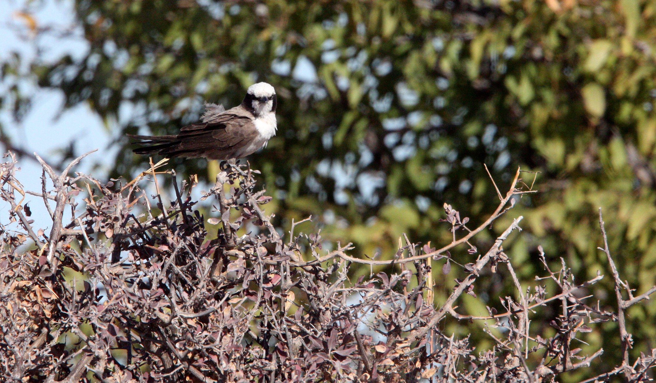 Southern White-crowned Shrike (Eurocephalus anguitimens) Etosha NP Namibia (4).JPG