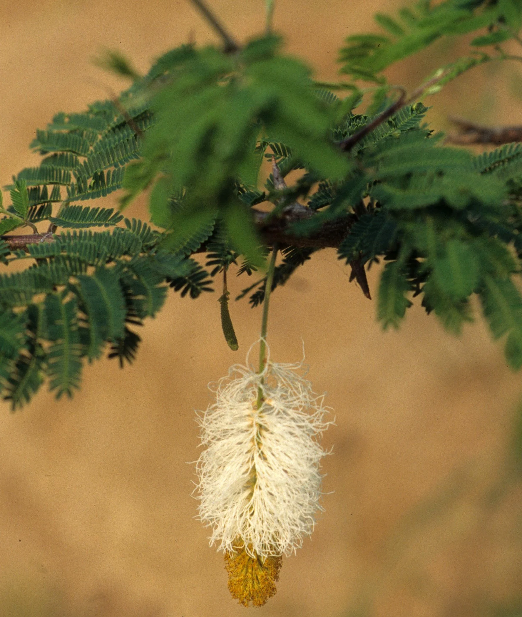 SERENGETI - ACACIA E.jpg