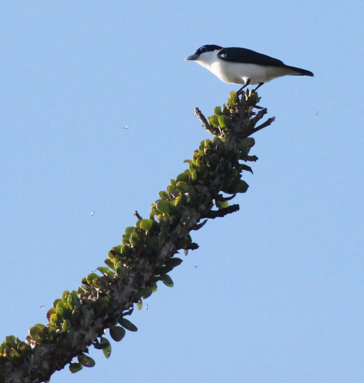 Leptopterus chabert - Chabert Vanga - Berenty Reserve, Madagascar