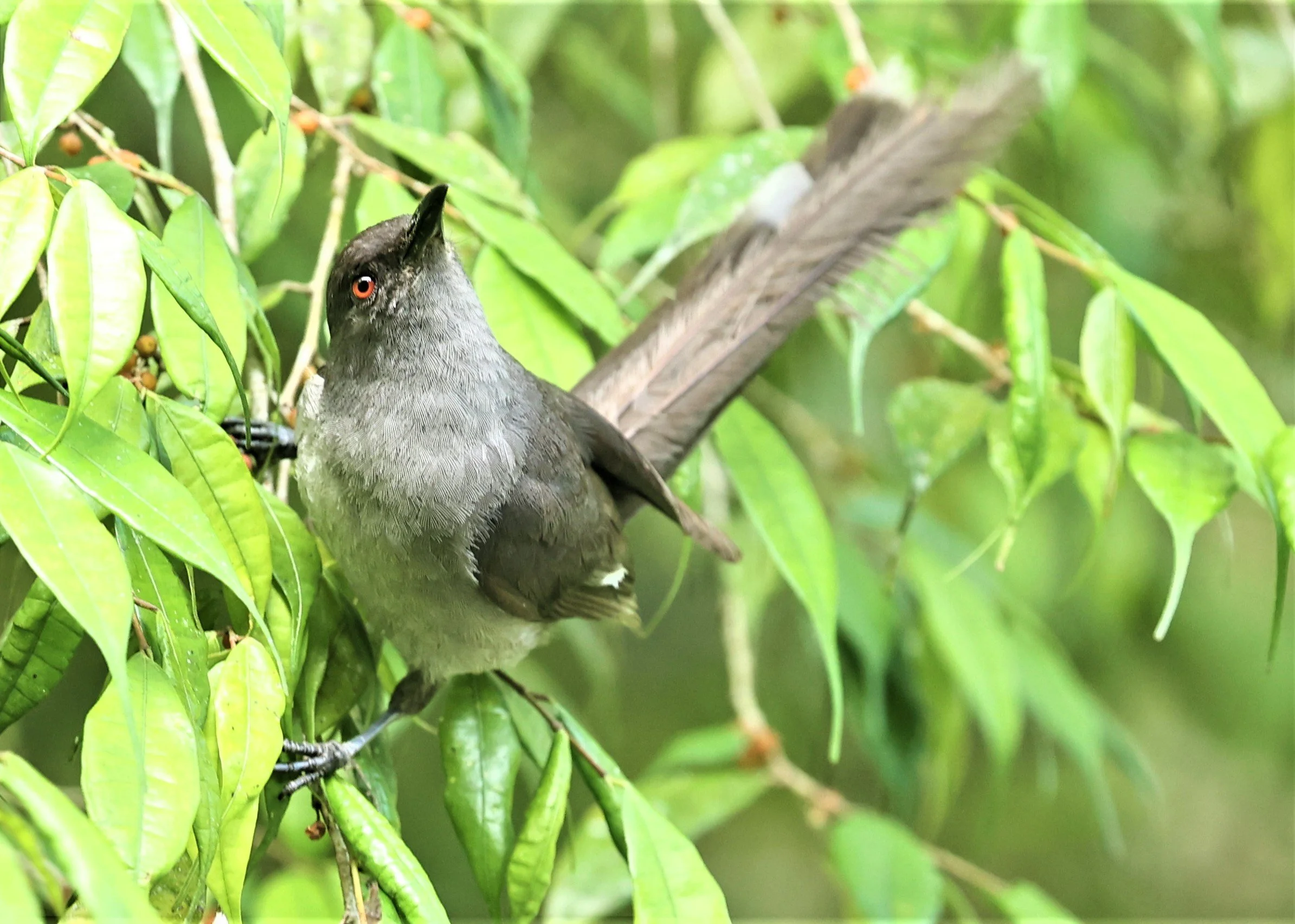 Heterophasia picaoides - LONG-TAILED SIBIA - FRASER'S HILL, MALAYSIA JUNE 2022 (49).jpg