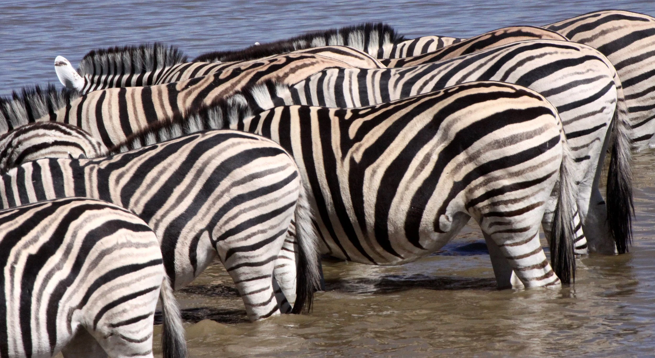 Equus quagga burchellii - BURCHELL'S (DAMARALAND) - BURCHELL'S ZEBRA - ETOSHA NATIONAL PARK NAMIBIA (29).JPG