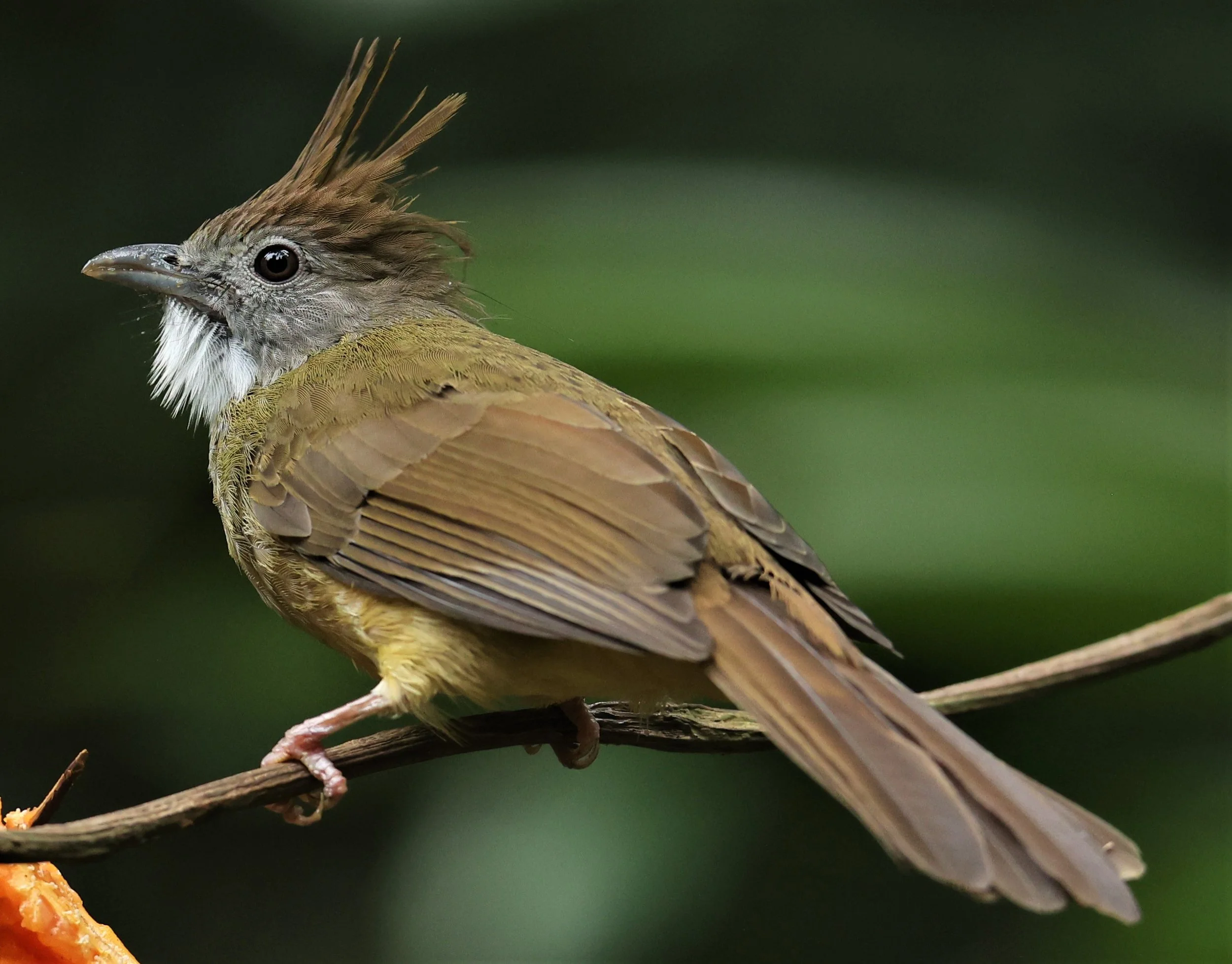 BULBUL - PUFF-THROATED BULBUL - Alophoixus pallidus - DOI INTHANON NP CHIANG MAI, DEC 2021 (13).JPG