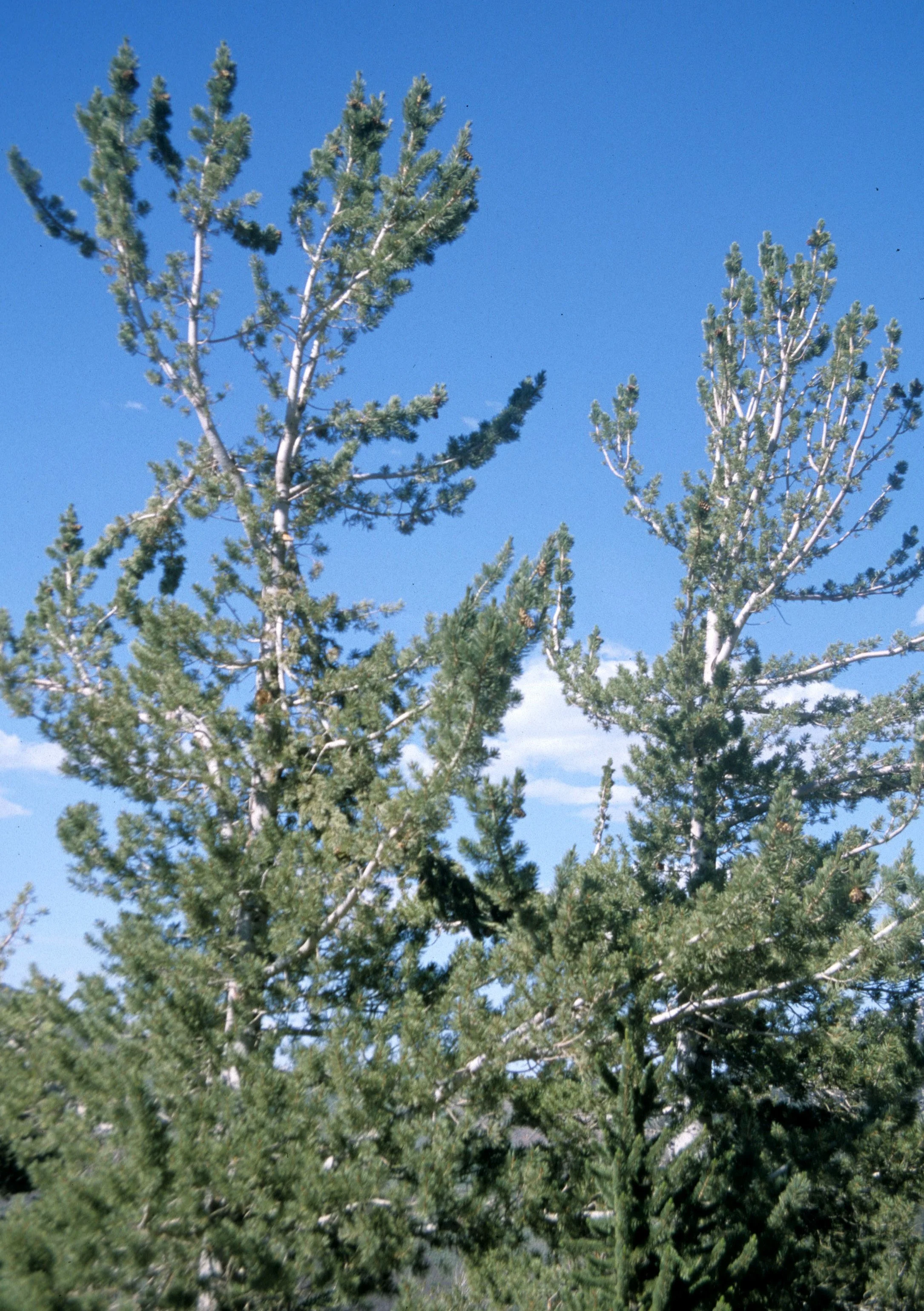 CALIFORNIA - WHITE MOUNTAINS - PINUS FLEXILIS - LIMBER PINE.jpg