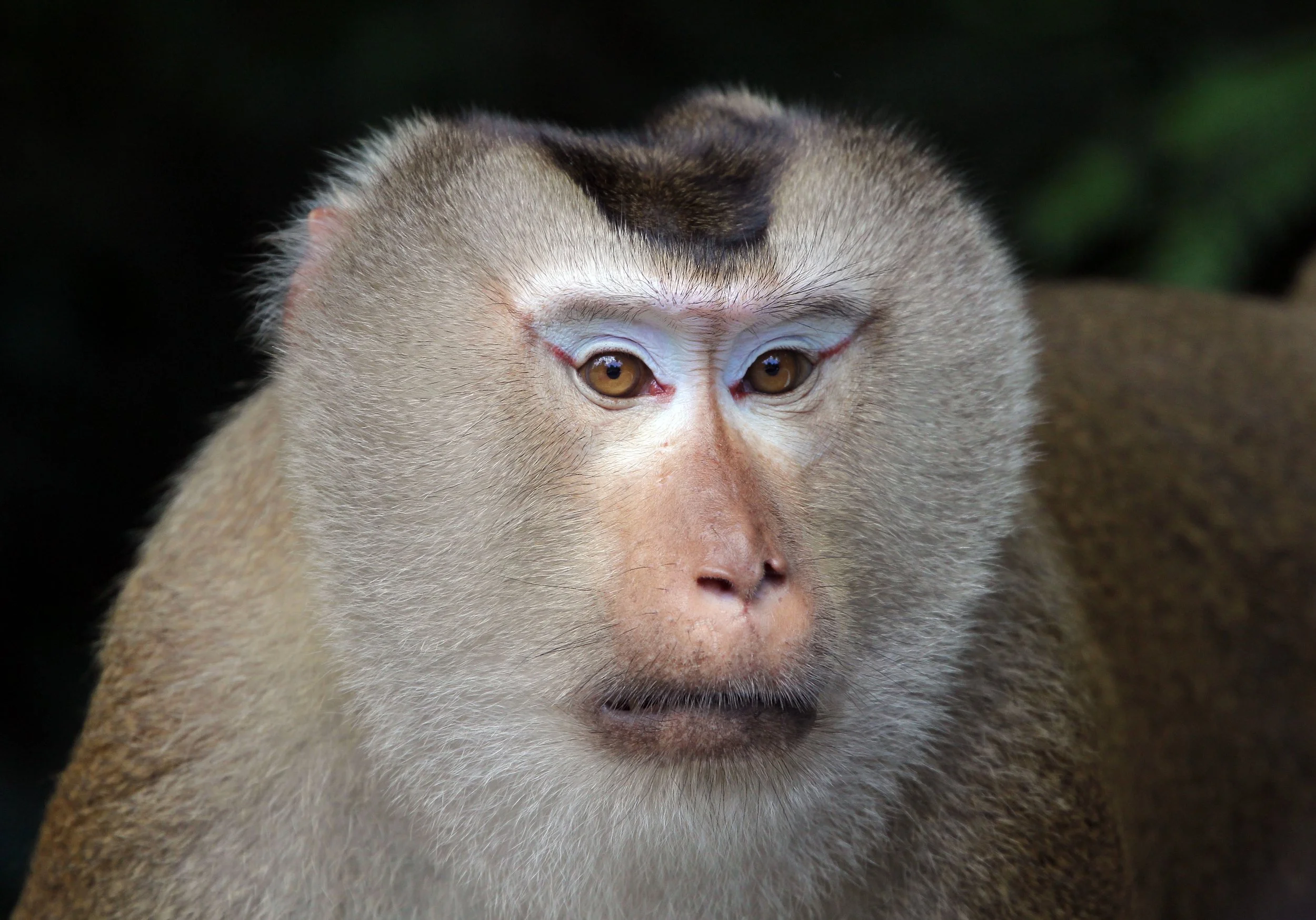MACAQUE - NORTHERN PIG-TAILED MACAQUE - Macaca leonina - KHAO YAI NATIONAL PARK THAILAND (26).JPG