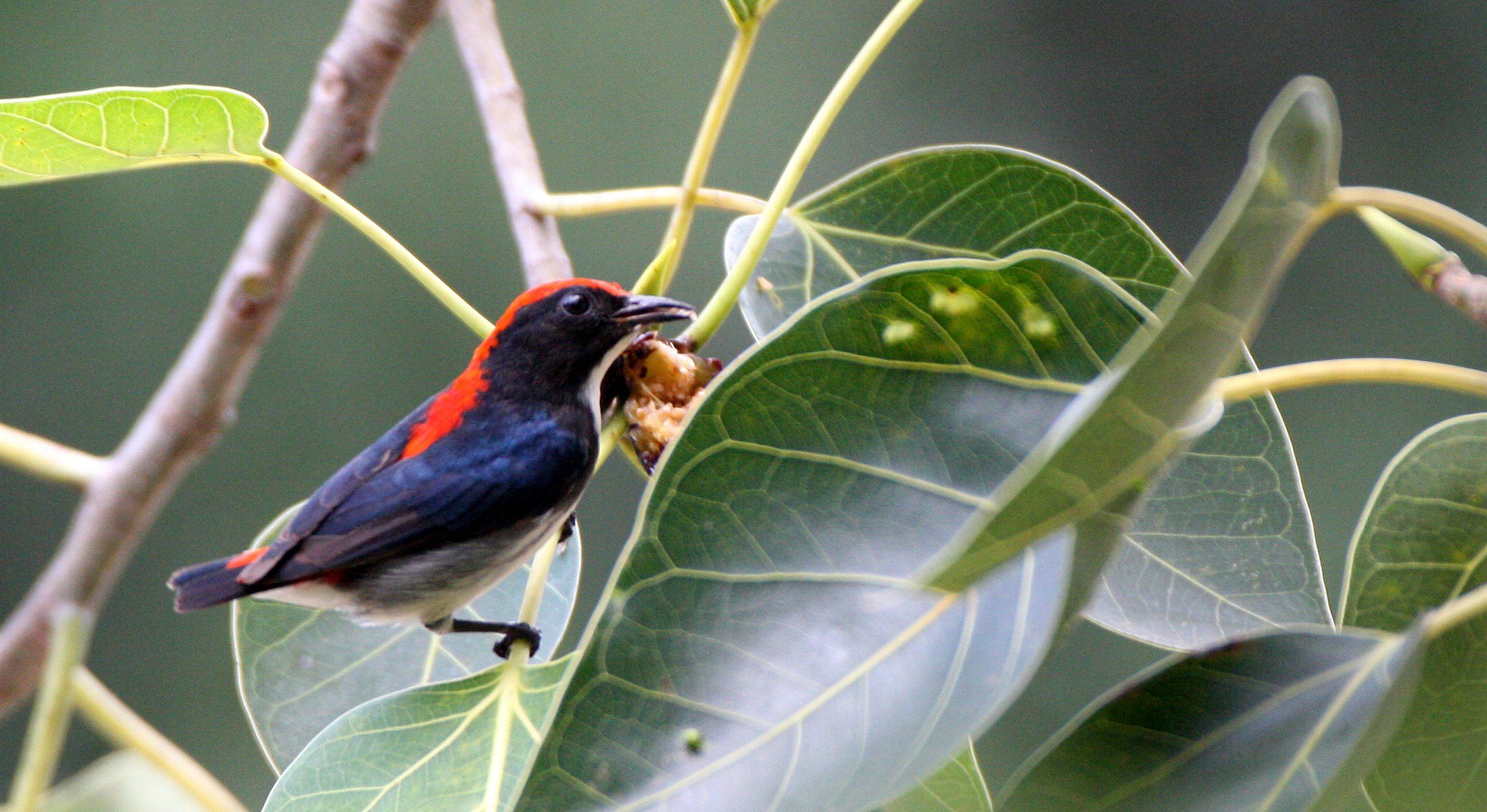 FLOWERPECKER - SCARLET-BACKED FLOWERPECKER - Dicaeum cruentatum - KOH LANTA THAILAND (12).JPG