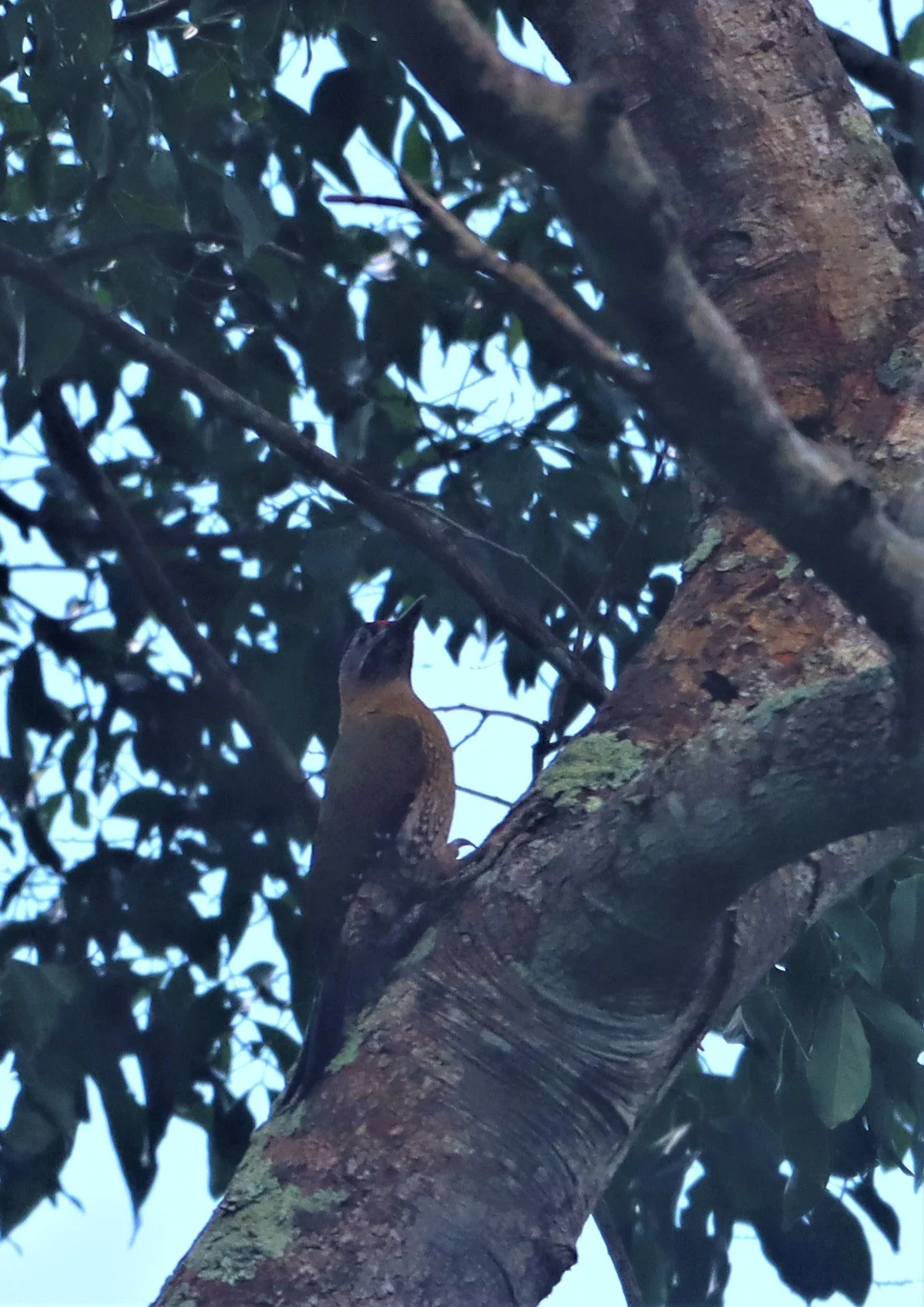 WOODPECKER - STREAK BREASTED WOODPECKER -Picus viridanus - KAENG KRACHAN NATIONAL PARK THAILAND MAY 2021 (4).jpg