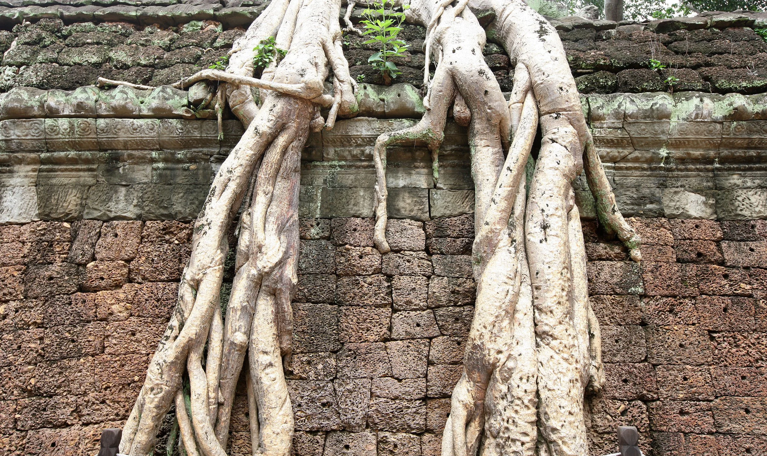 TA PROHM TEMPLE CAMBODIA - JULY 2010 (13).JPG