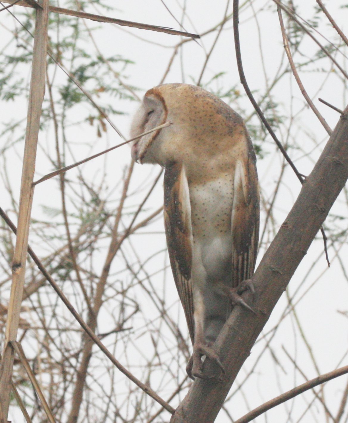 Tyto alba - BARN OWL - BUENG BORAPHET THAILAND (20).JPG