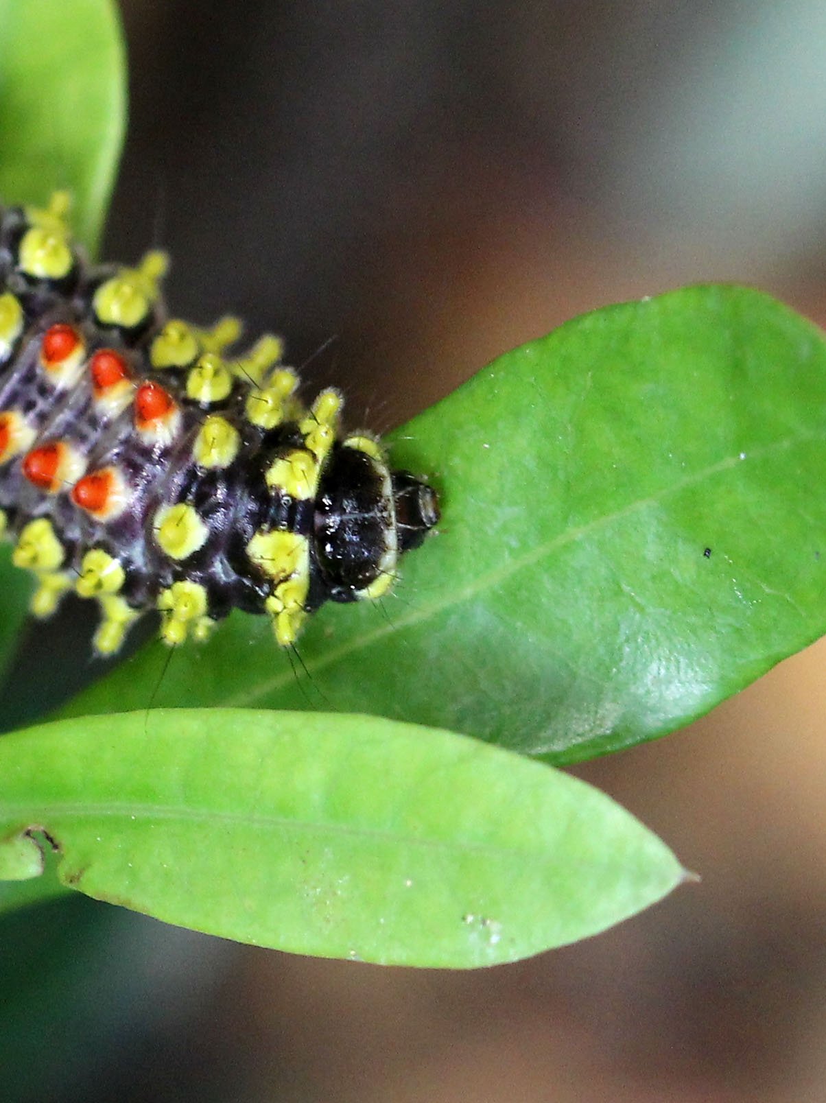 KOH LANTA JULY 2016KOH LANTA JULY 2016_9234.JPG