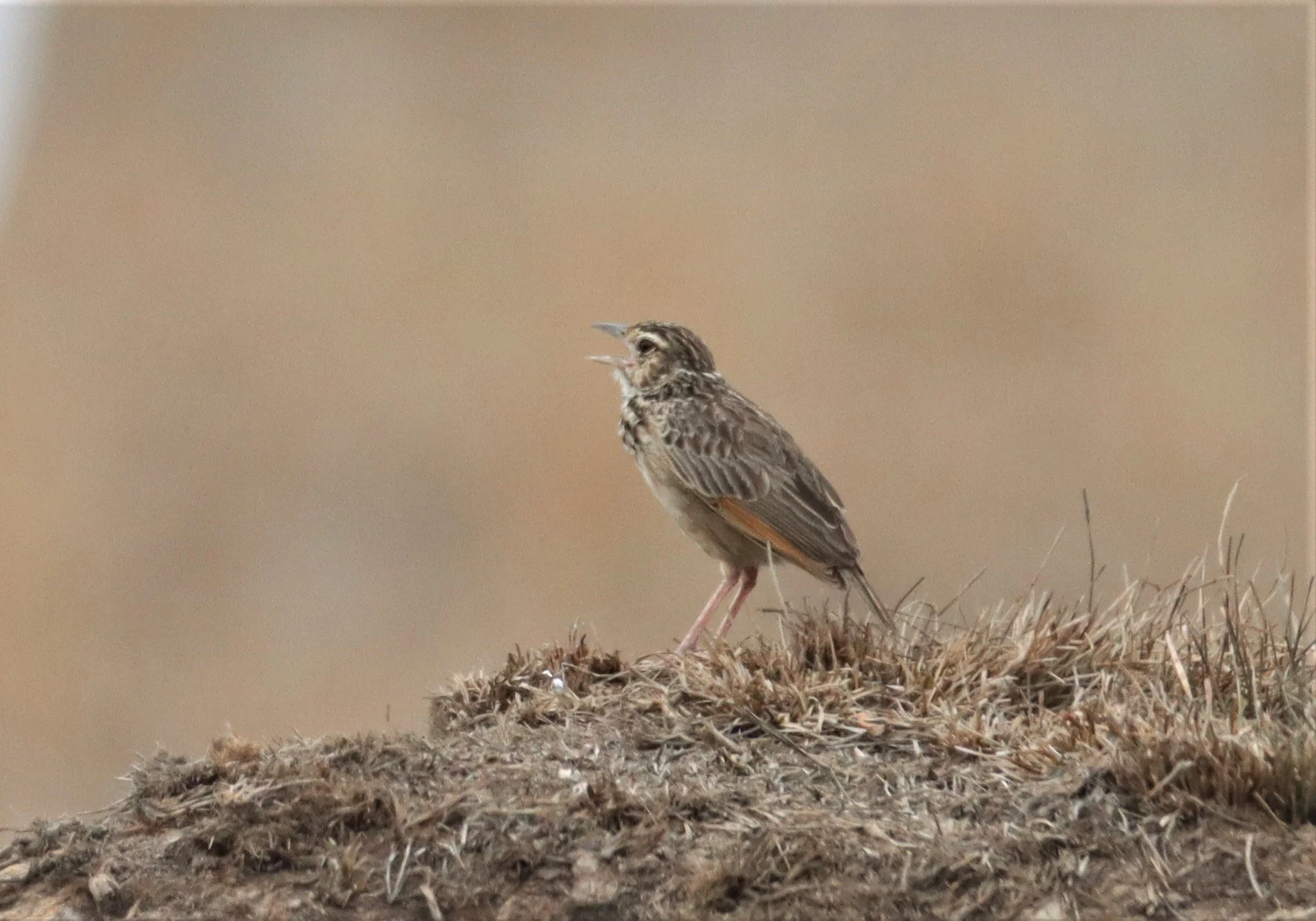 Indochinese Bushlark (Mirafra erythrocephala) Pak Phli Nakhon Nayok Thailand (3).jpg