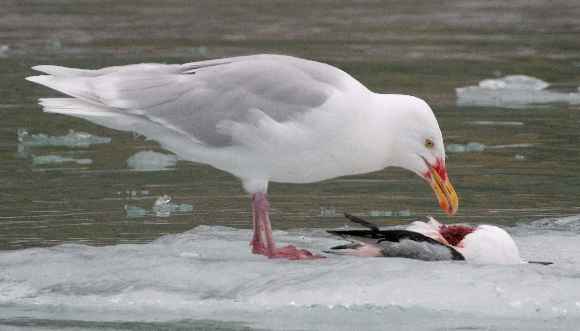BIRD - GULL - GLAUCOUS GULL - SVALBARD (15).jpg