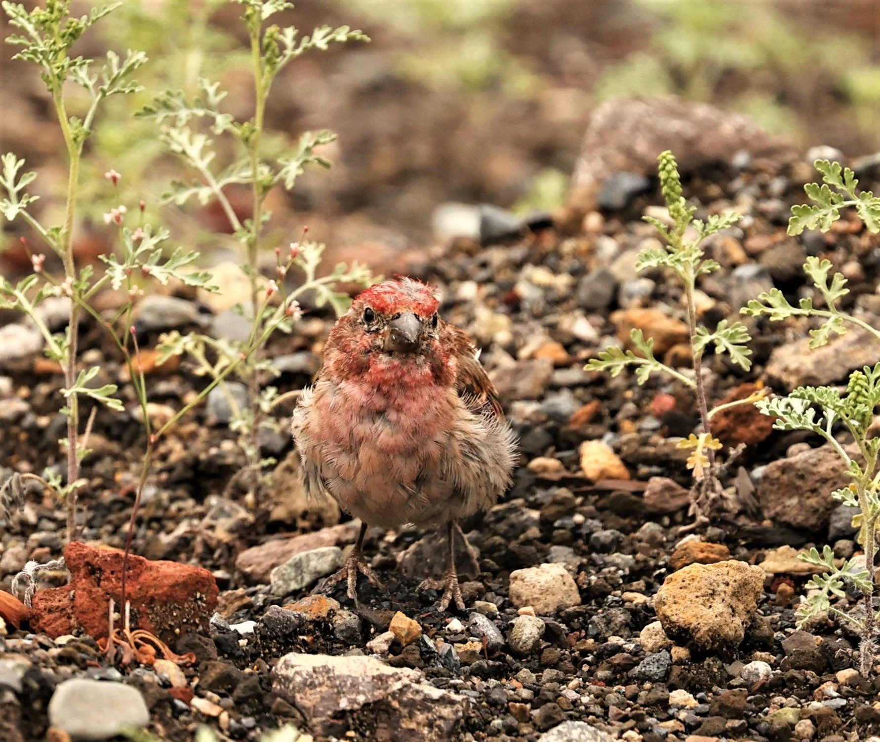 House Finch (Haemorhous mexicanus) Mammoth Lakes, Sierra Nevada Mountains, California (2).jpg