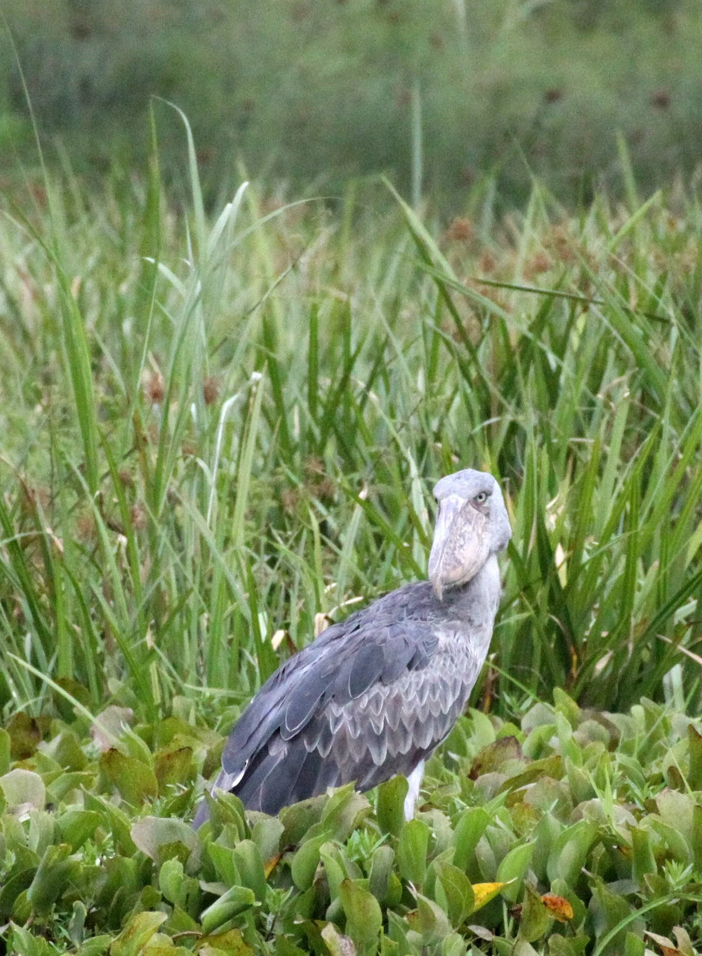 BIRD - STORK - SHOEBILL STORK - MURCHISON FALLS NP UGANDA (12).JPG