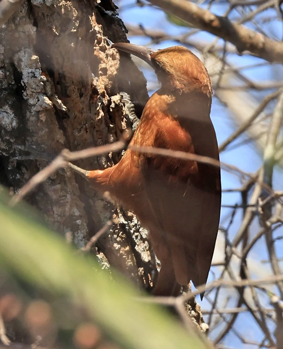 Great Rufous Woodcreeper (Xiphocolaptes major) Agua Dulce Paraguay (1).jpg