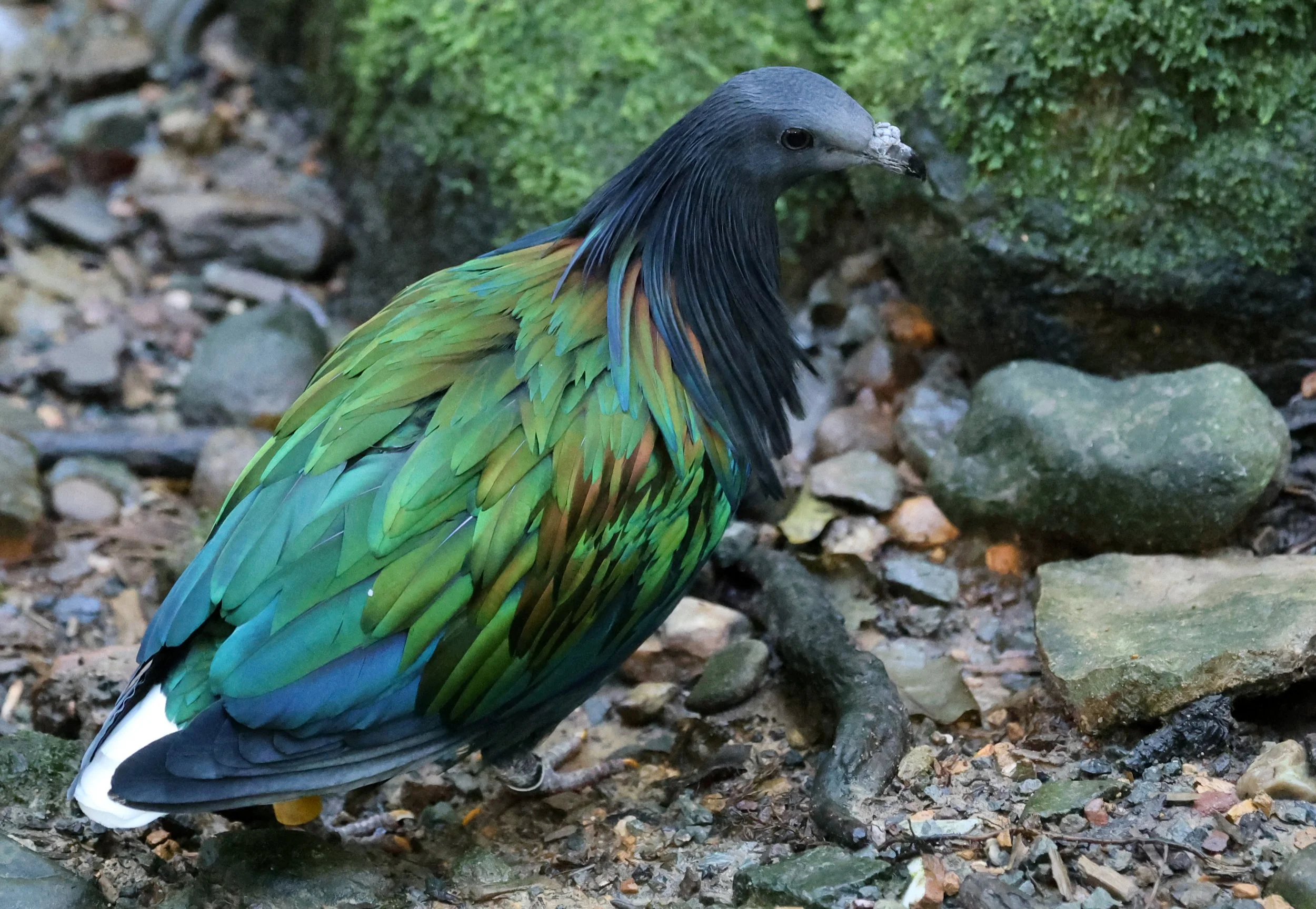 Nicobar Pigeon (Caloenas nicobarica) Lone Pine Wildlife Sanctuary Brisbane - Queensland (8).jpg