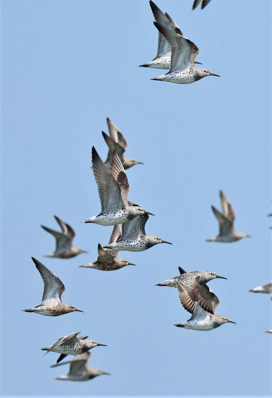 KNOT - RED KNOT - Calidris canutus - PAK THALE SALT PONDS MARCH 2022 (7).jpg