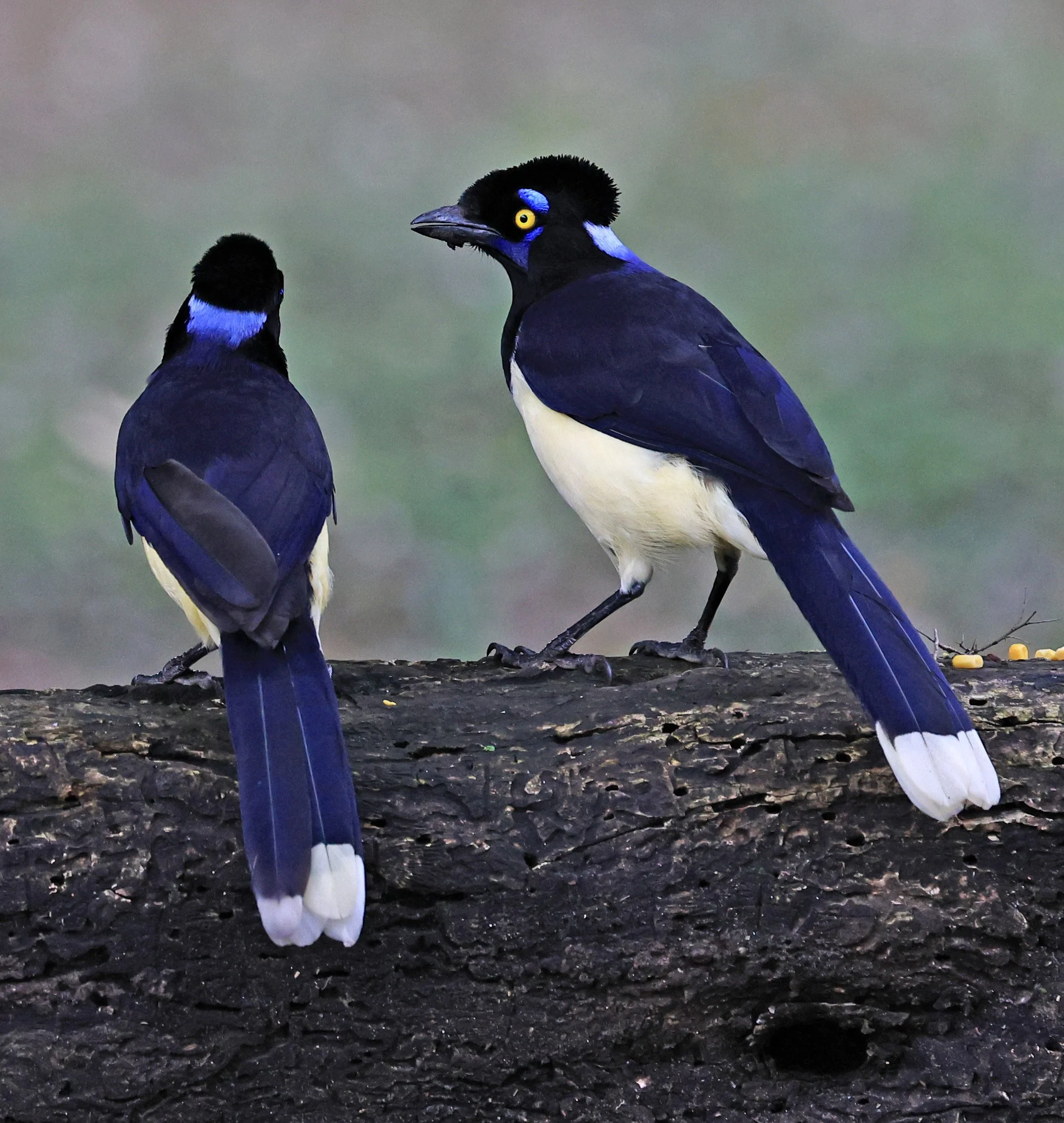 Plush-crested Jay (Cyanocorax chrysops) El Palmar National Park, Entre Rios, Argentina (13).jpg
