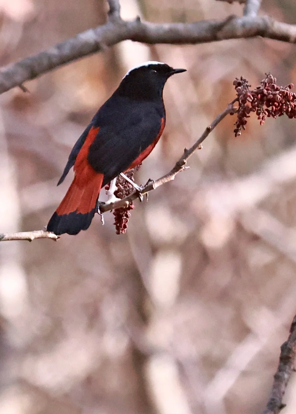 White-capped Redstart (Phoenicurus leucocephalus) Thailand — Coke Smith ...