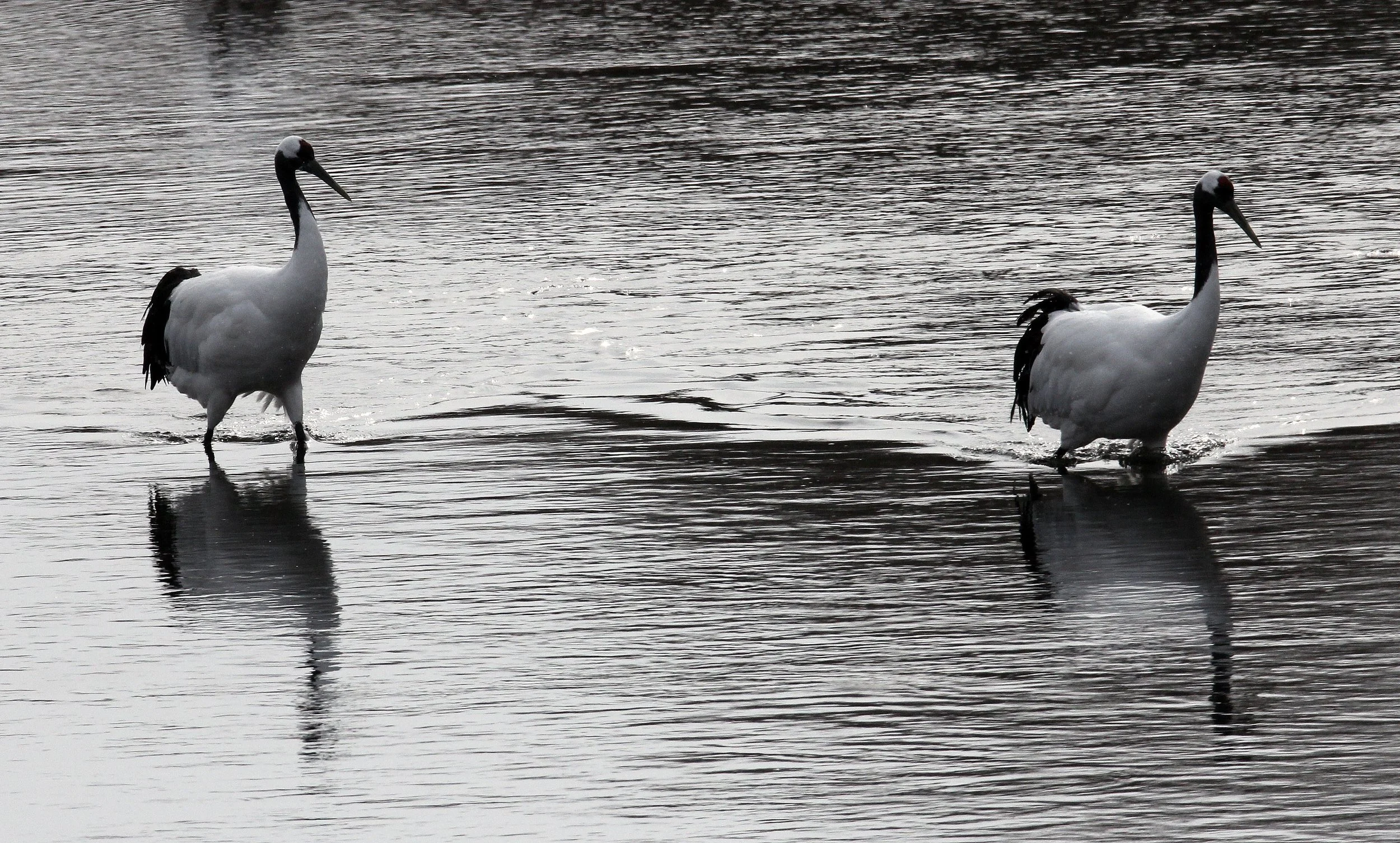 BIRD - CRANE - JAPANESE RED-CROWNED CRANE - TSURUI HOKKAIDO (56).JPG