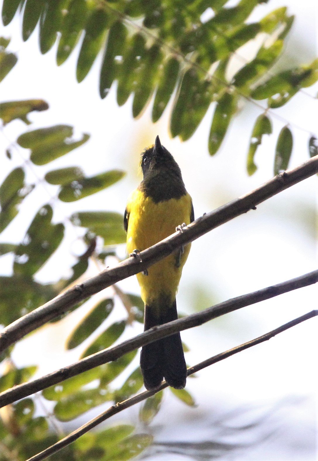 Sultan Tit (Melanochroa sultanea) Kaeng Krachan National Park, Thailand (42).jpg