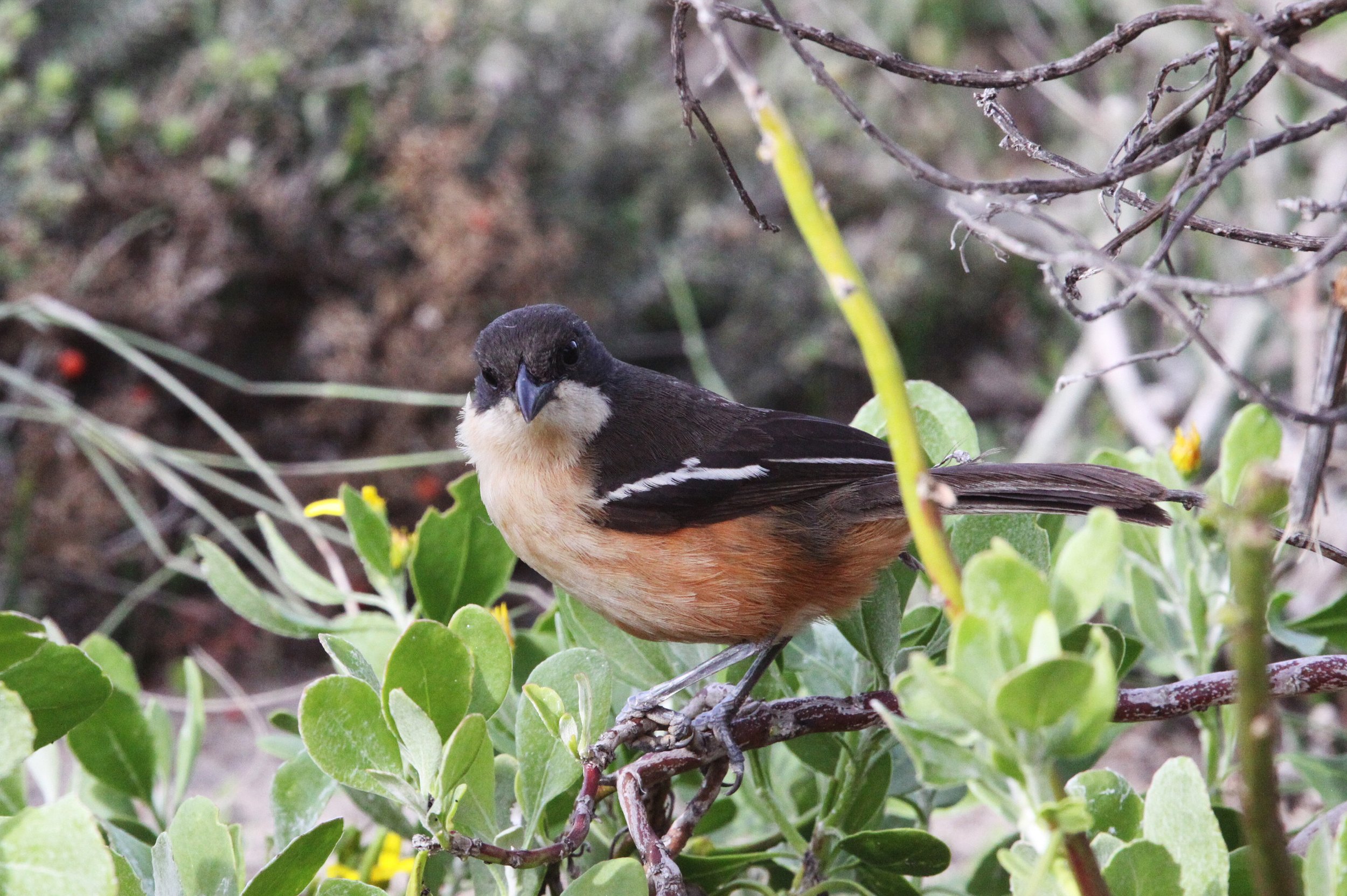 Southern Boubou (Laniarius ferrugineus) De Hoop Reserve South Africa (1).JPG