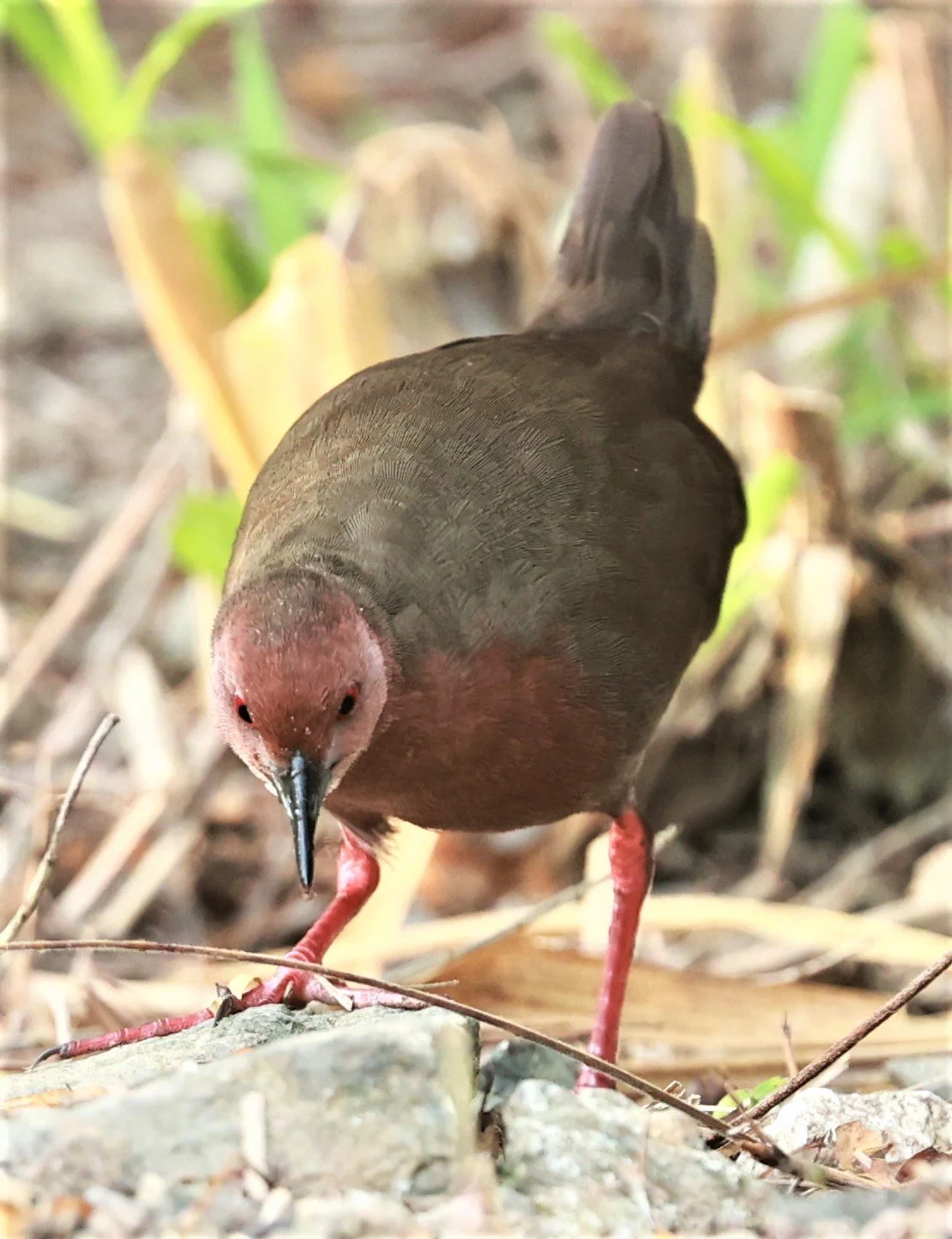Ruddy-breasted Crake (Porzana fusca) Kaeng Krachan NP Vicinity (14).jpg