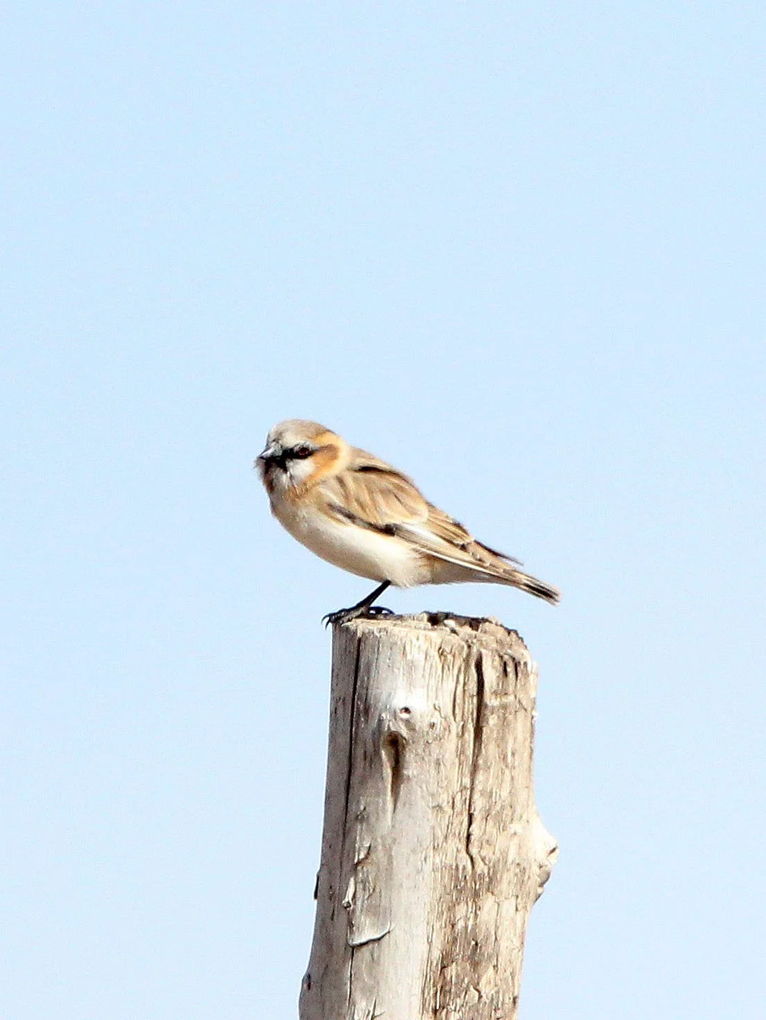 Plain-backed Snowfinch (Pyrgilauda blanfordi) Qinghai Lake China
