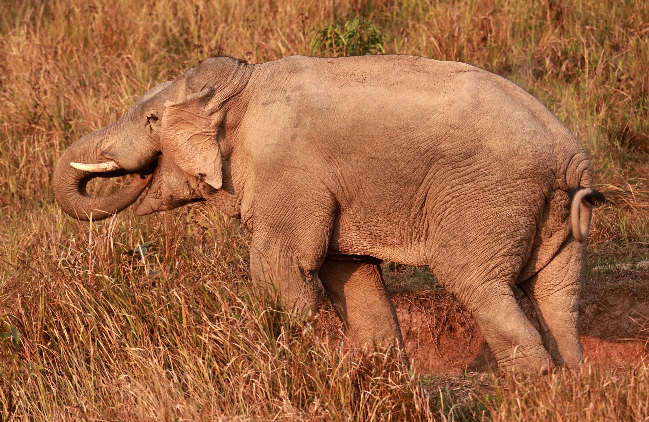 Asian Elephant (Elephas maximus) Khao Yai National Park, Thailand (77).jpg