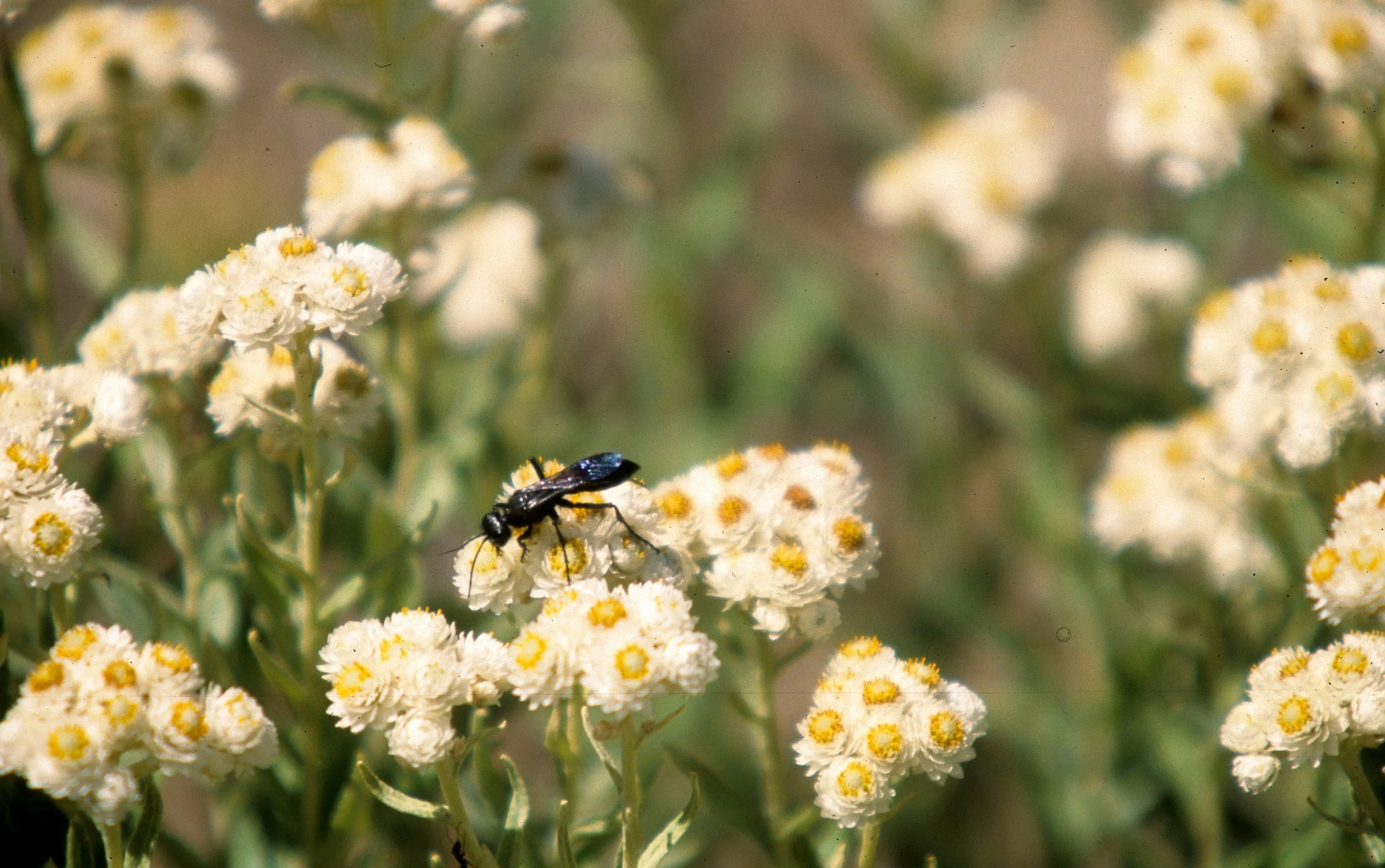 INVERTS - HYMENOPTERA - BOMBYLIID WASP - ONP.jpg