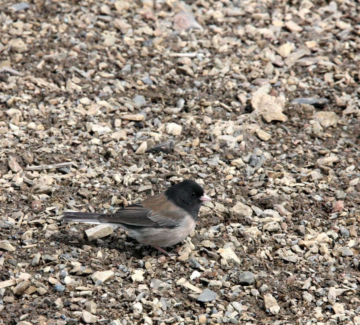 Dark-eyed Junco (Junco hyemalis) Hurricane Ridge Washington Olympic NP (4).JPG