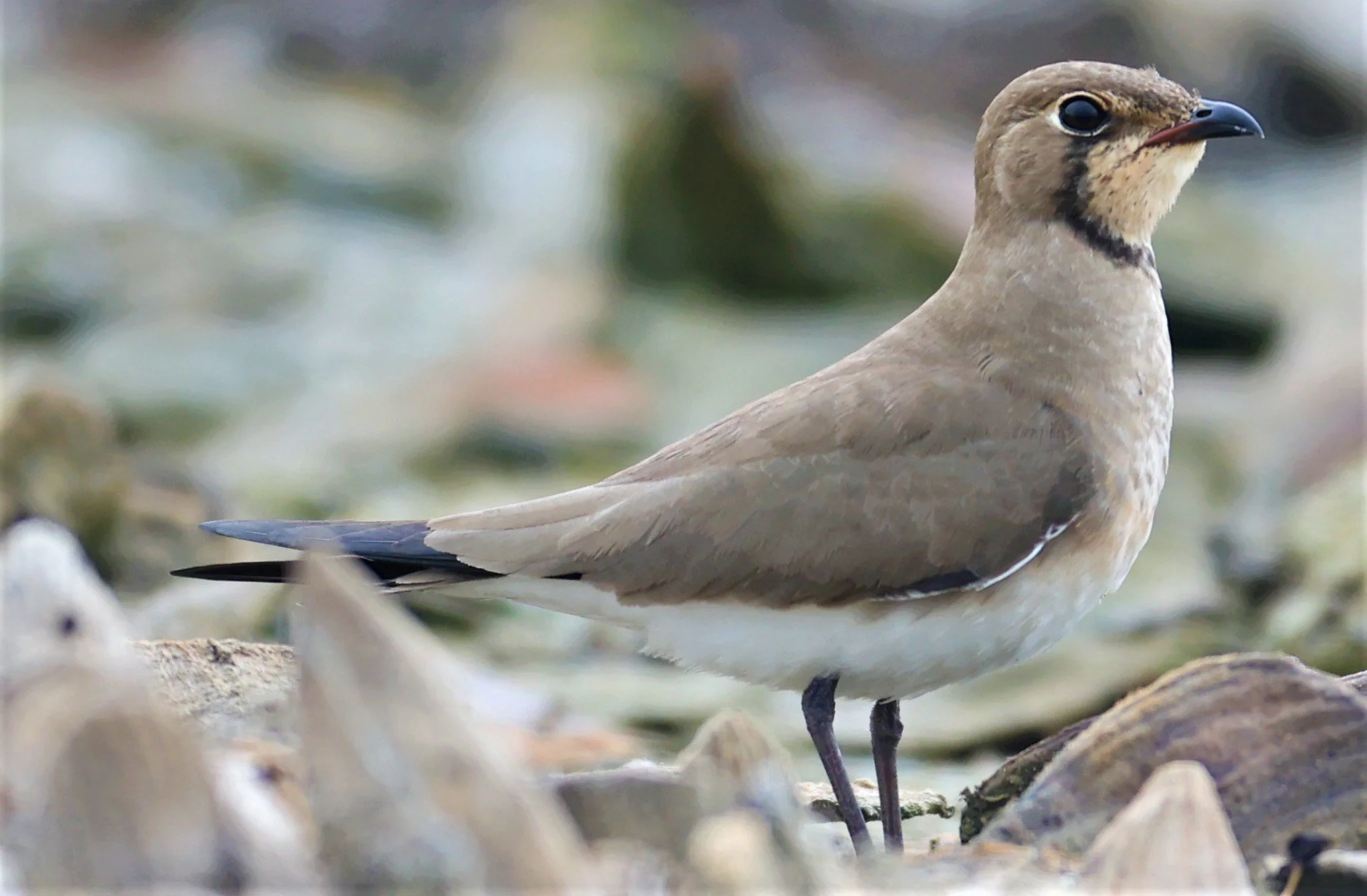 PRATINCOLE - ORIENTAL PRATINCOLE - Glareola maldivarum - BANG KHAEM NAKHON PATHOM PROVINCE 22 OCT 2021 (1).jpg